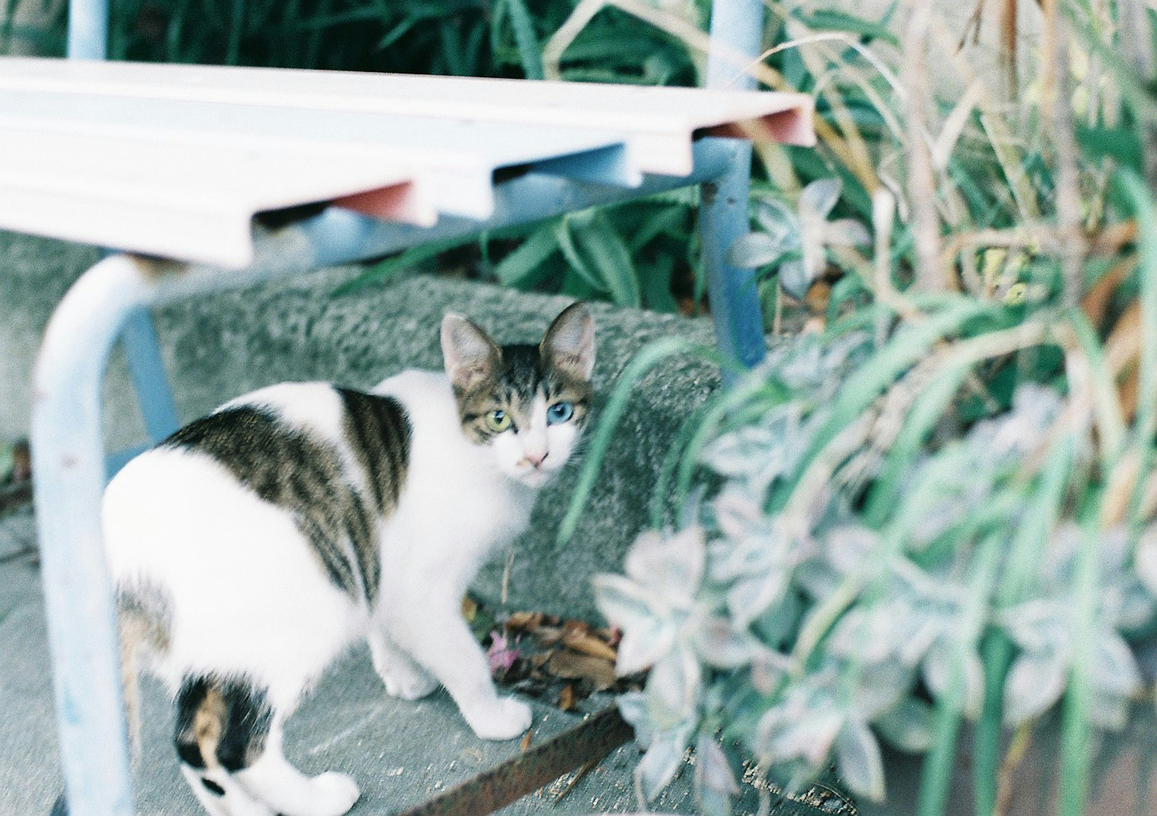 猫が植物の近くにいる様子