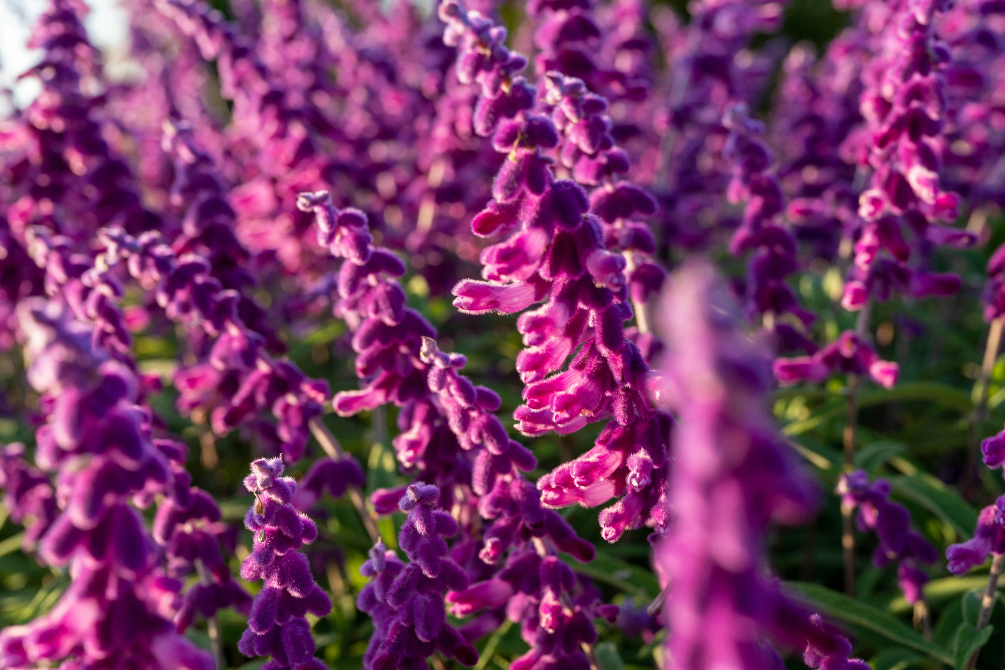 Lebendige lila Blumen in einer üppigen Gartenlandschaft