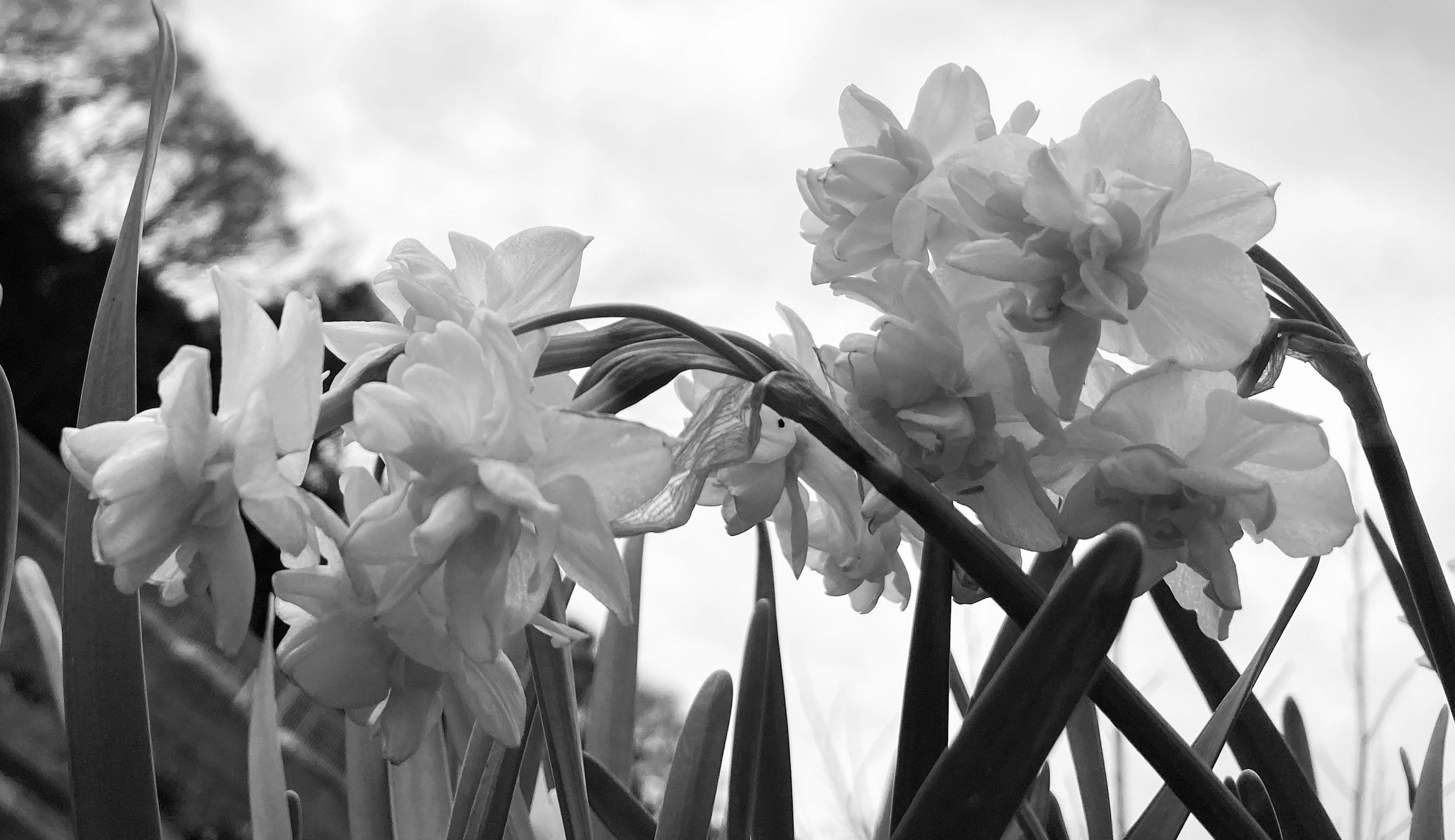 Narzissenblüten, die vor einem schwarz-weißen Hintergrund blühen