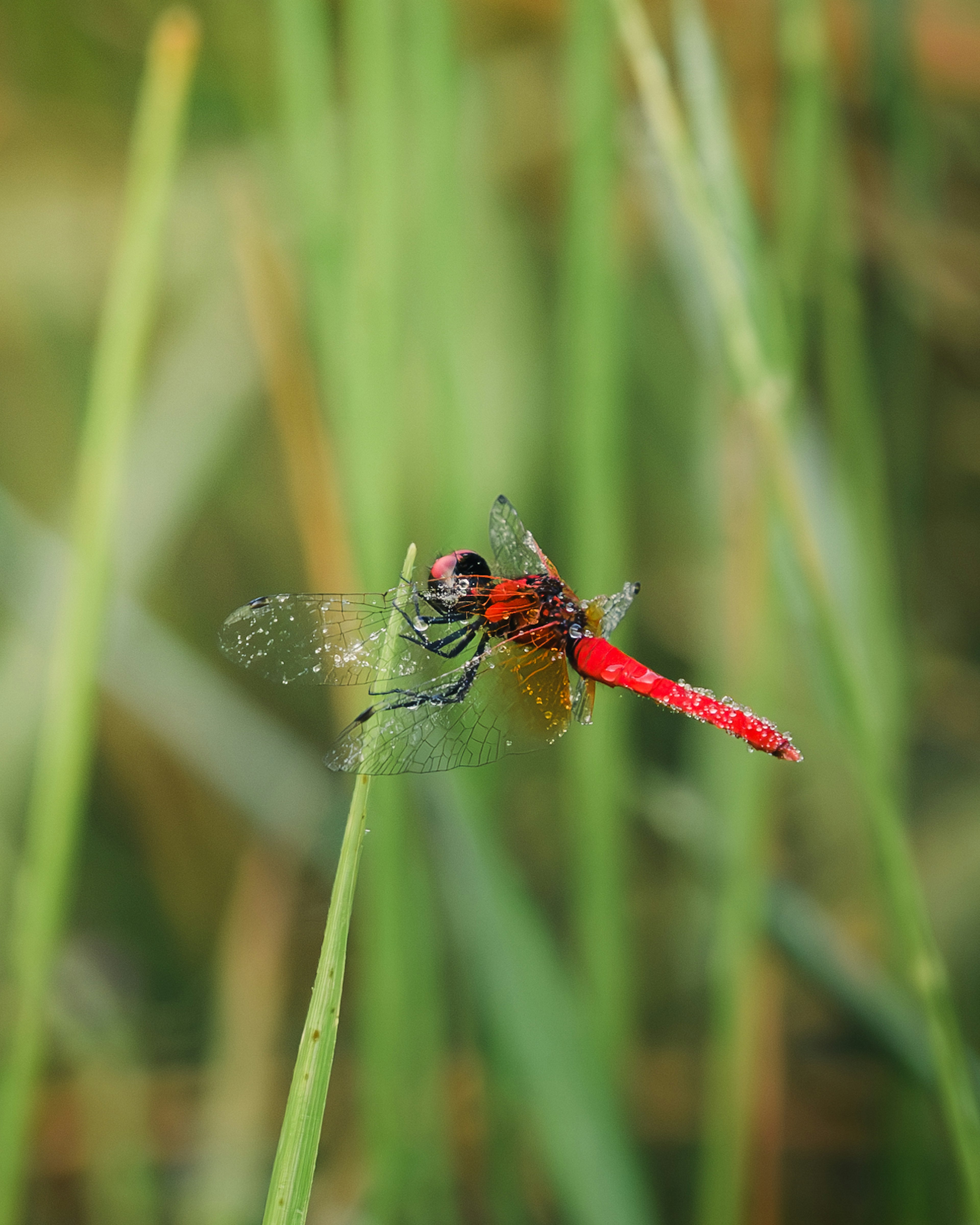 Eine rote Libelle, die auf grünem Gras sitzt, mit unscharfem Hintergrund