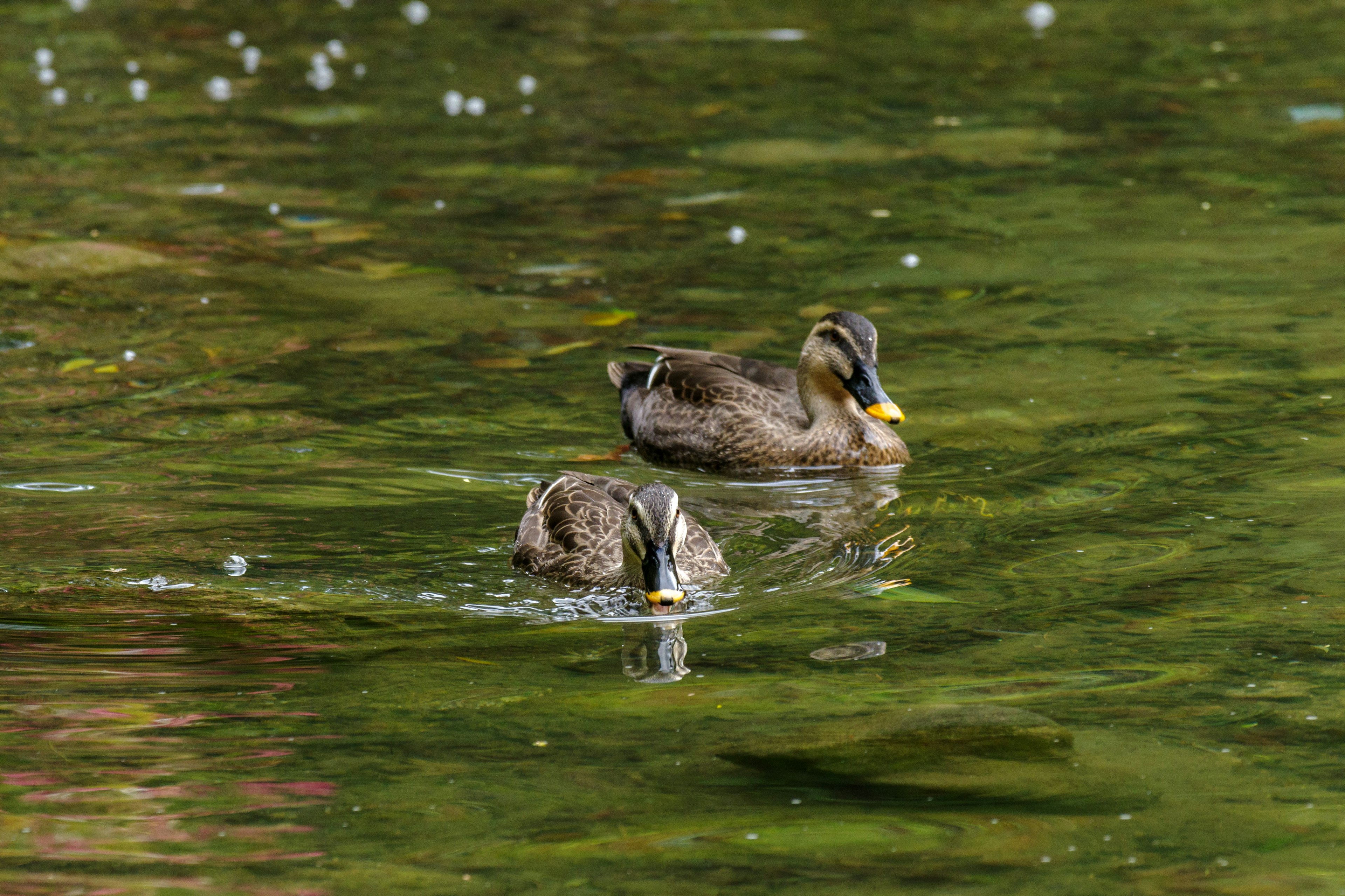 Zwei Enten schwimmen auf der Wasseroberfläche