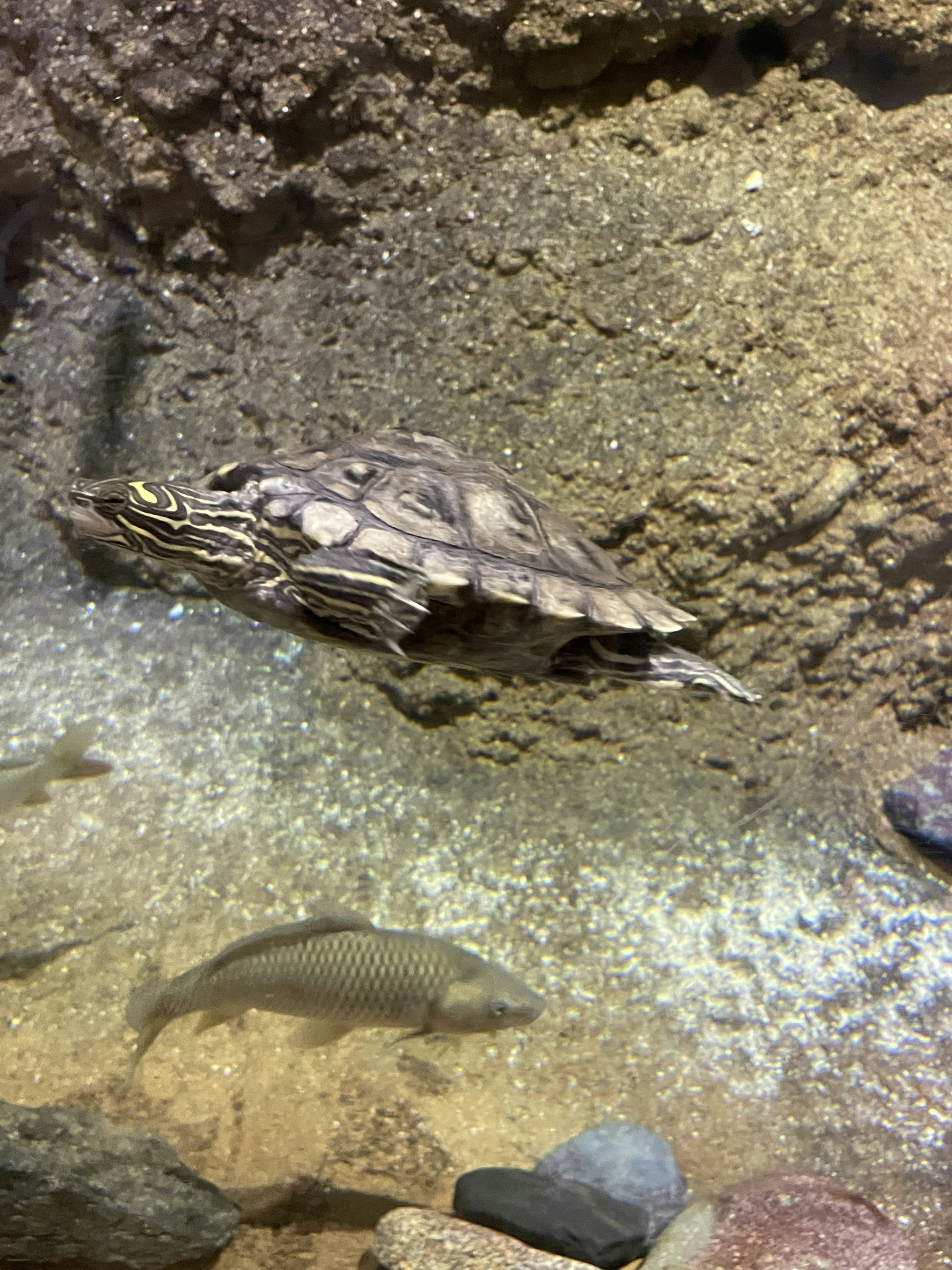 水中にいる亀と魚が見える水槽の画像