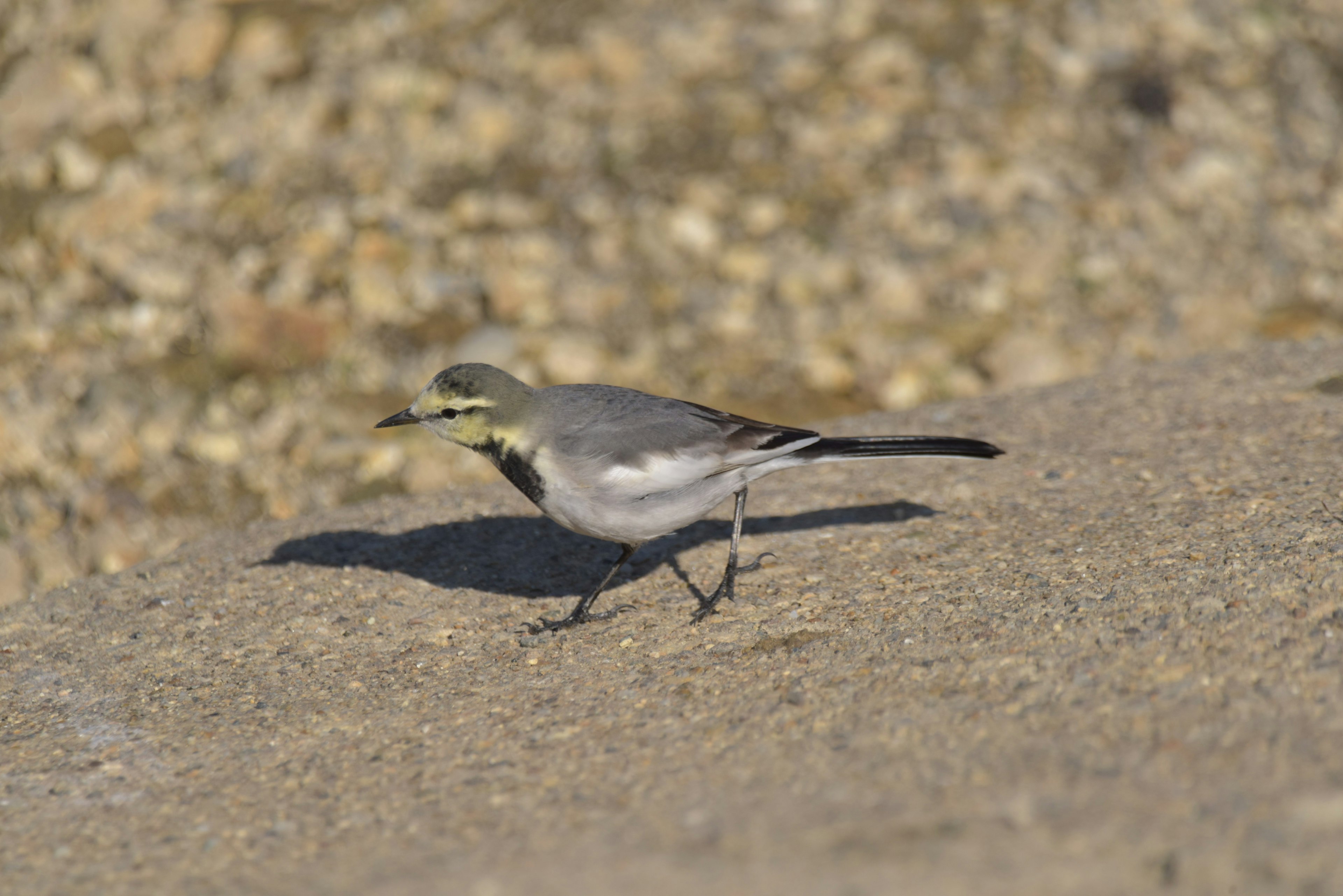 Un pájaro gris caminando sobre una superficie rocosa