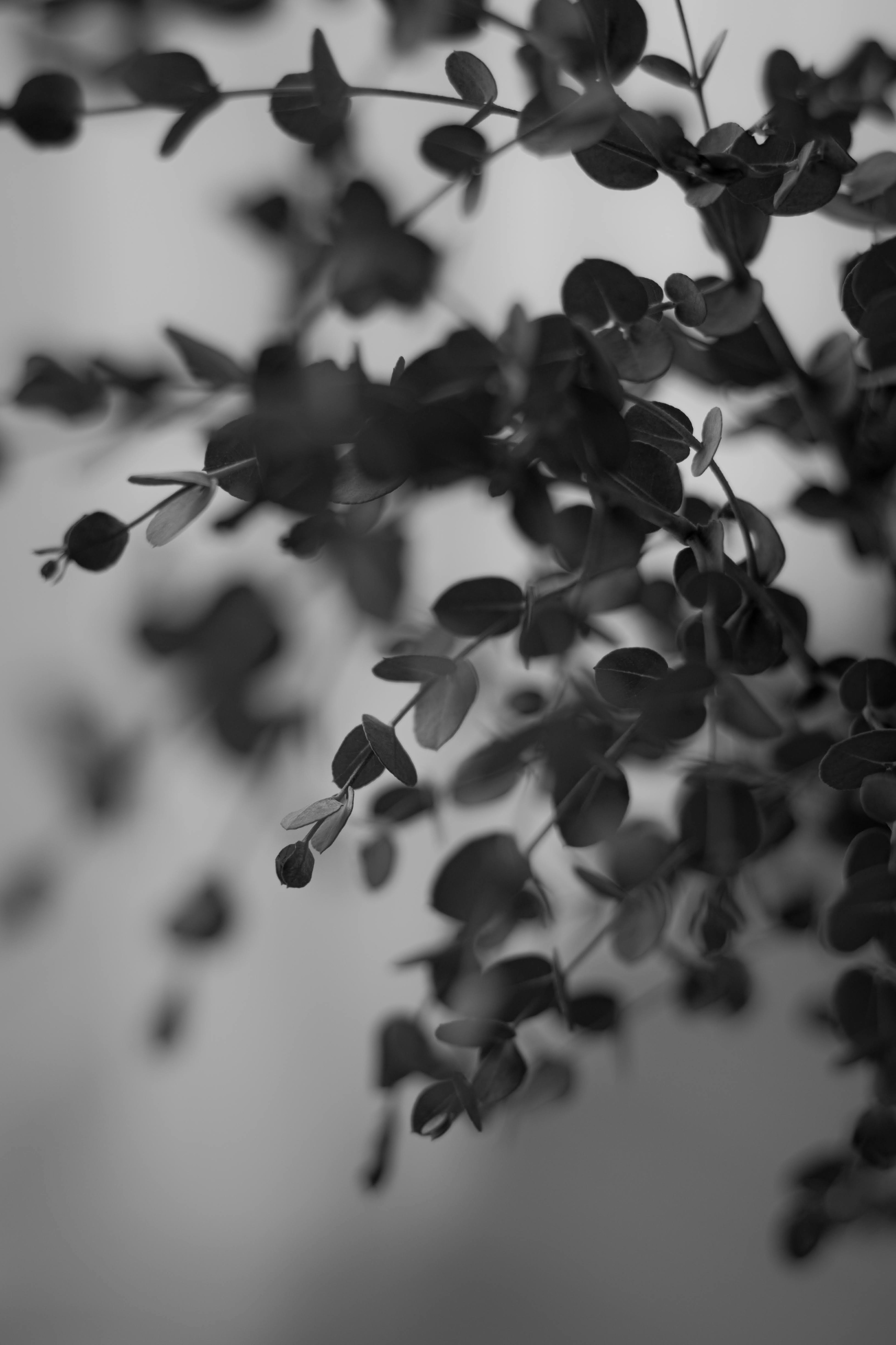 Primo piano sfocato di foglie in bianco e nero