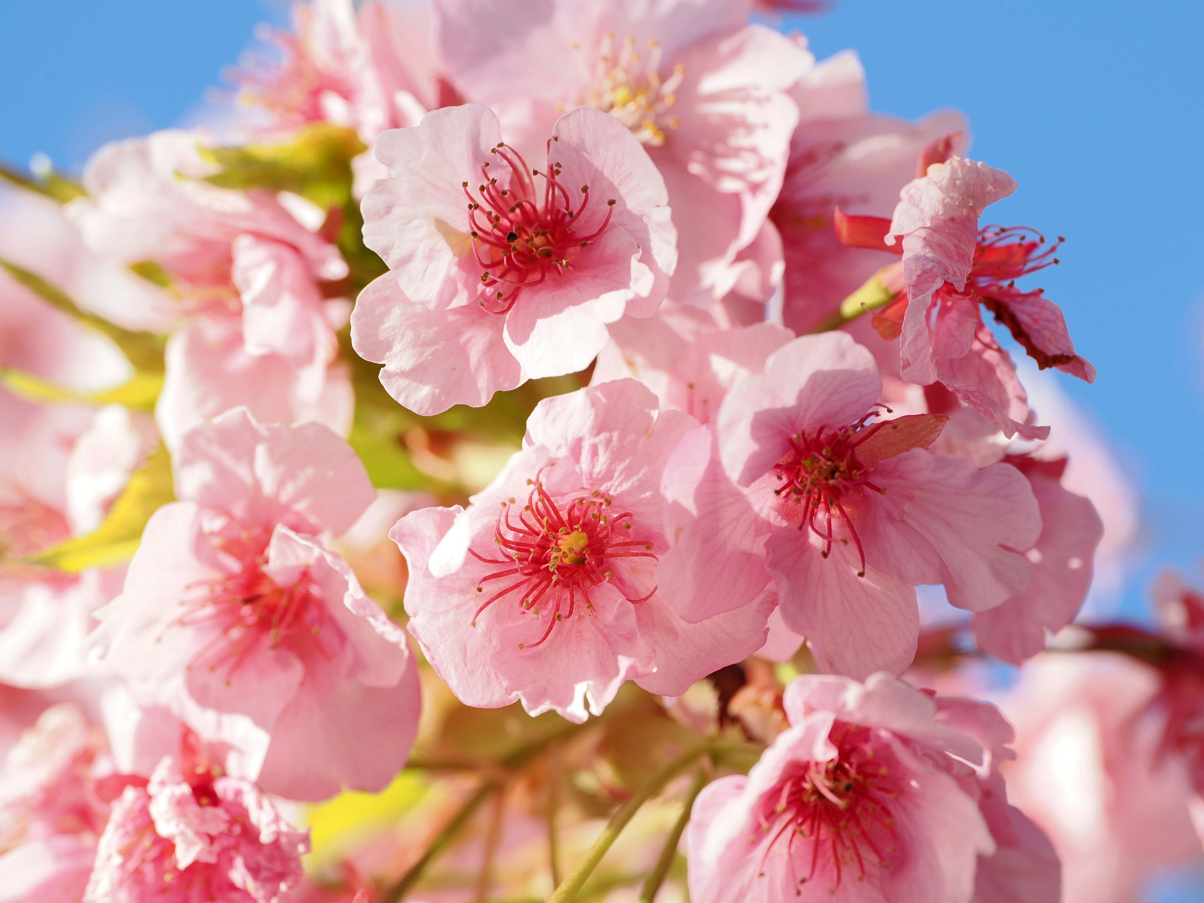 Close-up of pink cherry blossoms under a blue sky