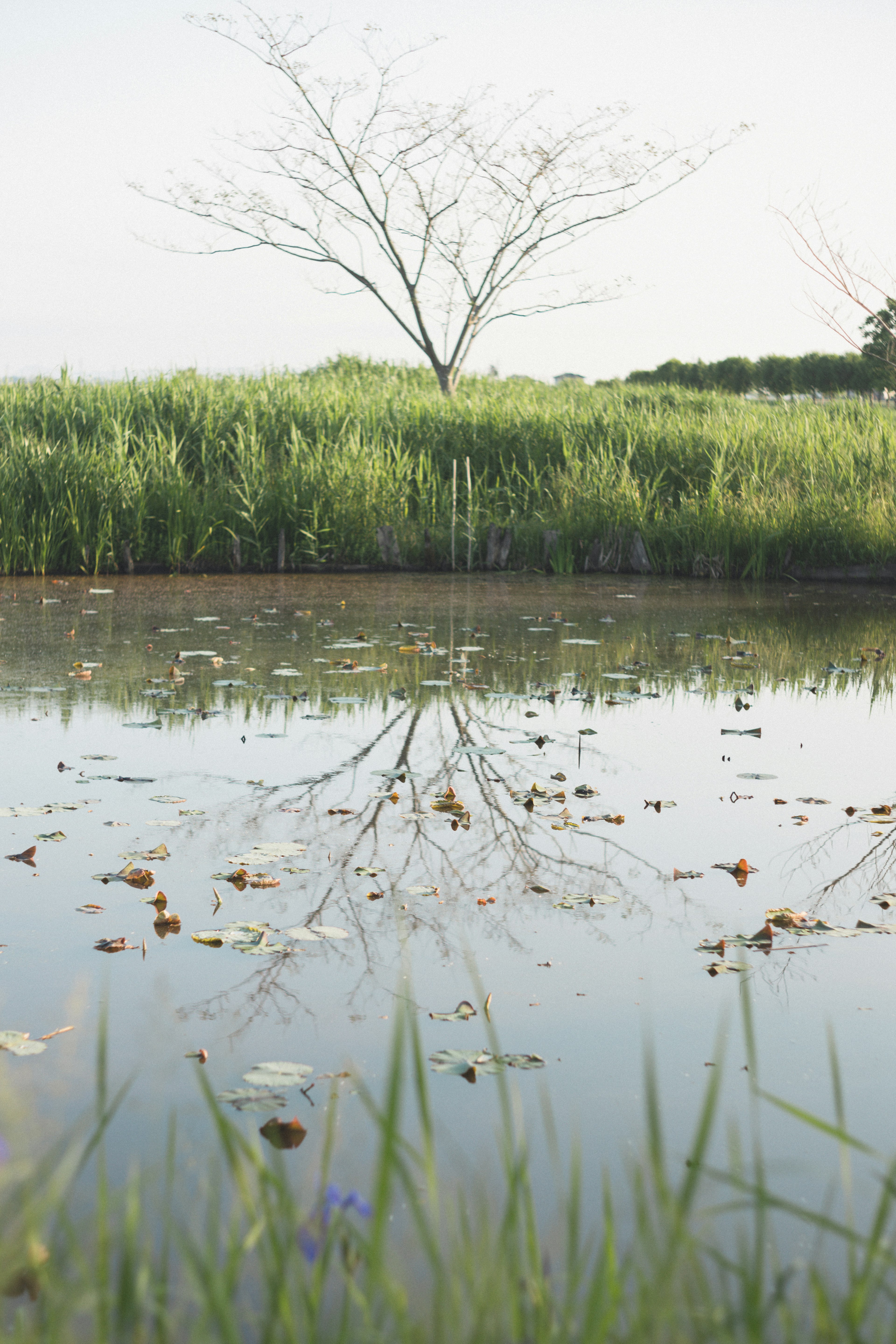 Nackter Baum, der sich im ruhigen Wasser mit grünem Gras spiegelt