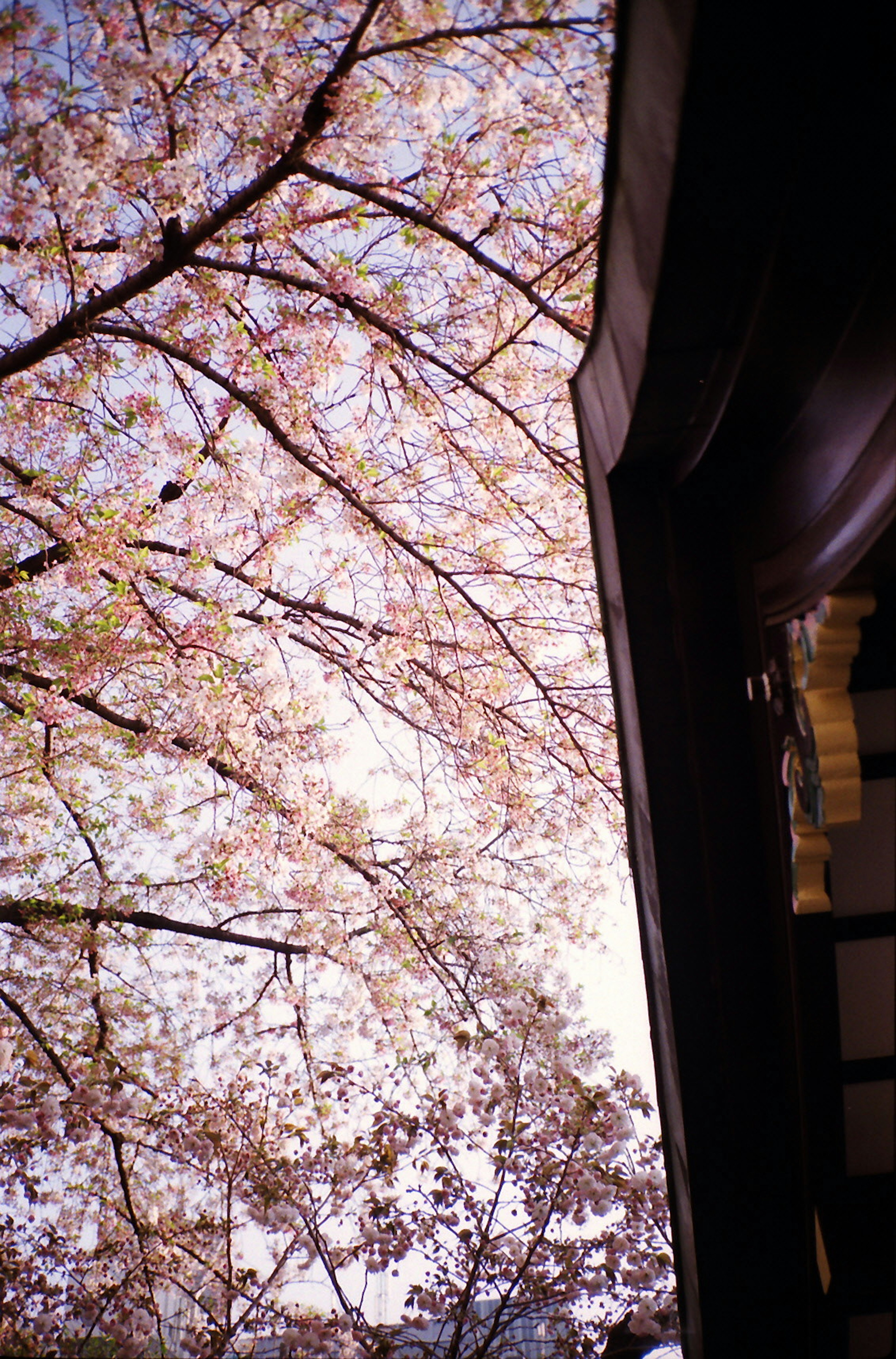 View of cherry blossom branches with a building edge