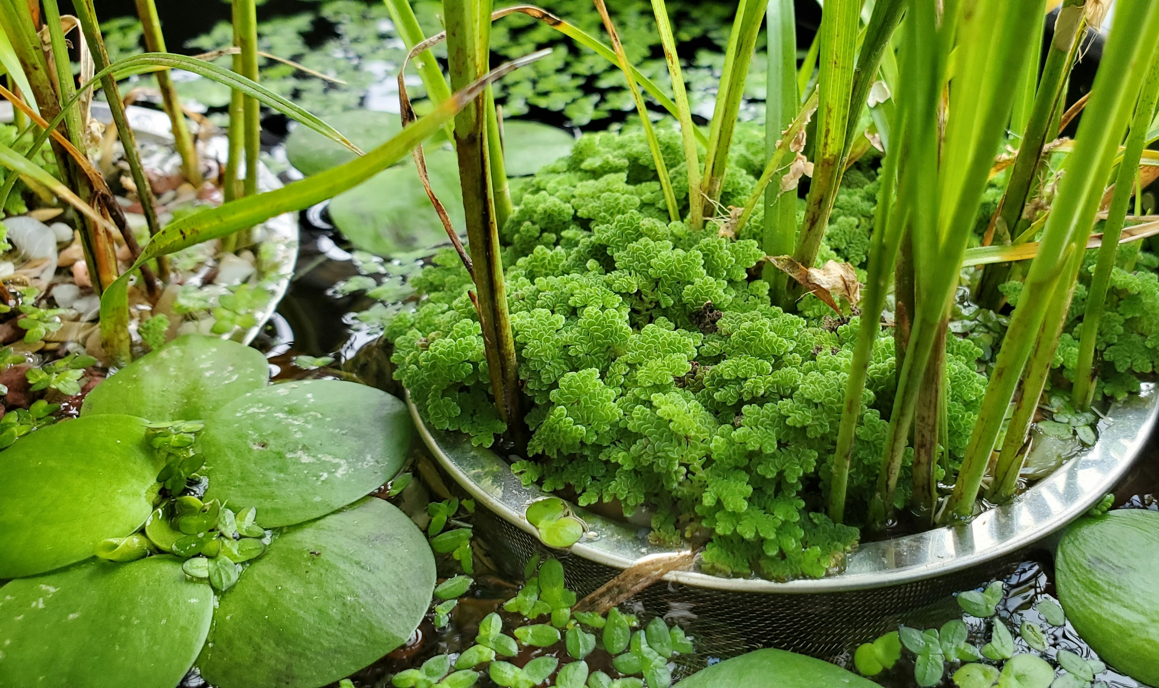 Tanaman akuatik subur mengelilingi kolam dengan daun mengapung