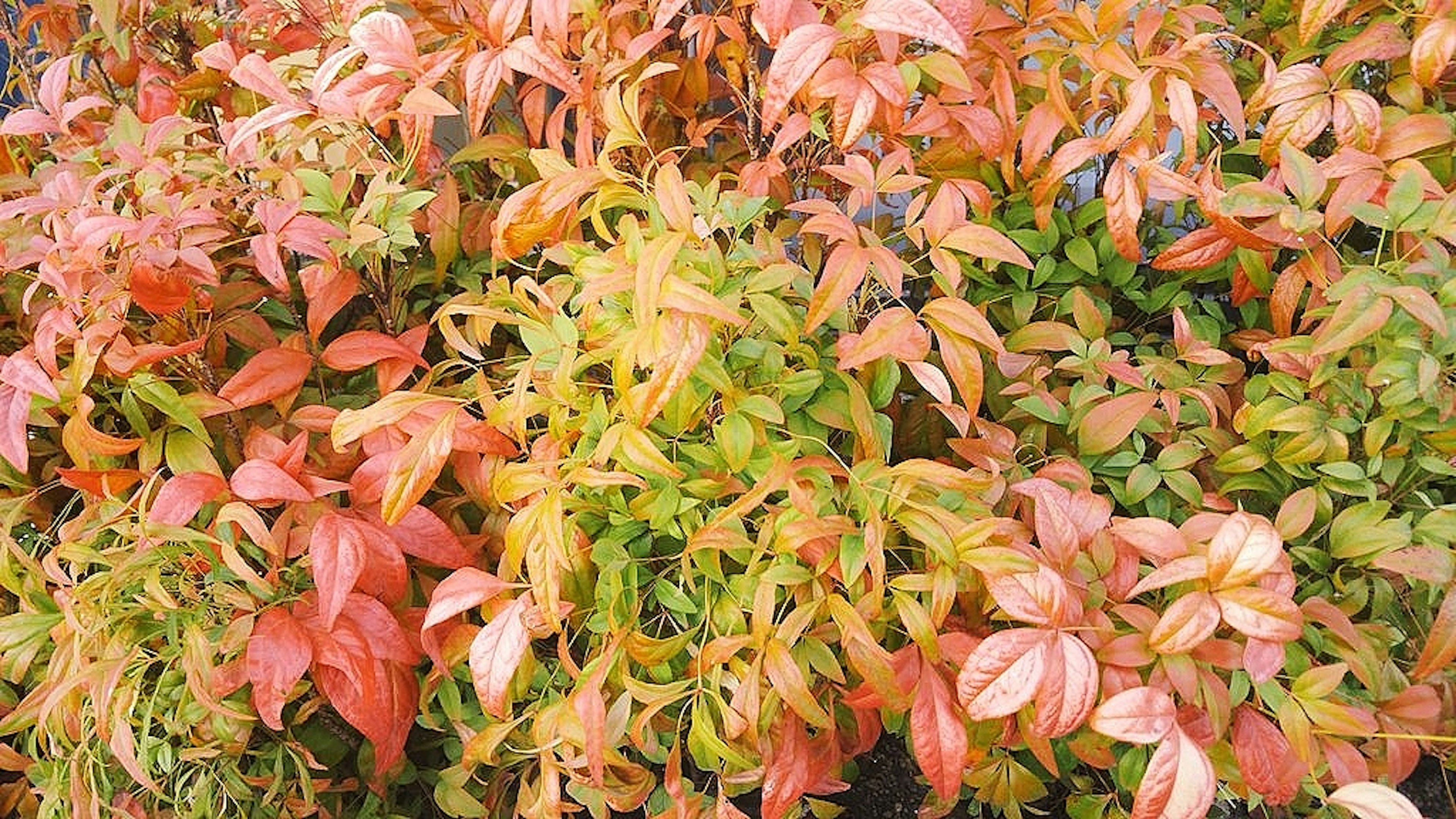 Close-up of colorful autumn leaves on lush greenery