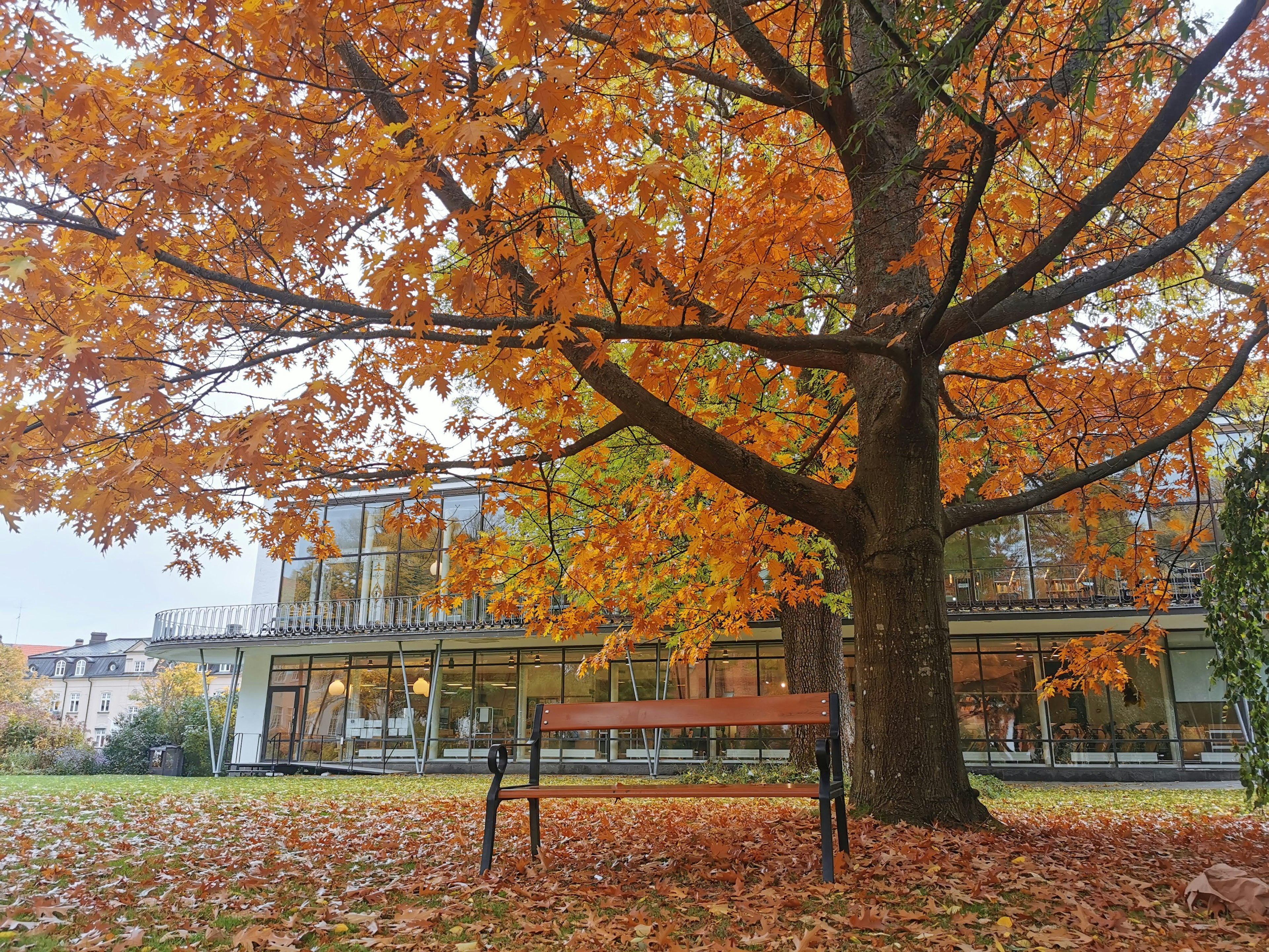 Gran árbol con hojas naranjas de otoño y un banco debajo