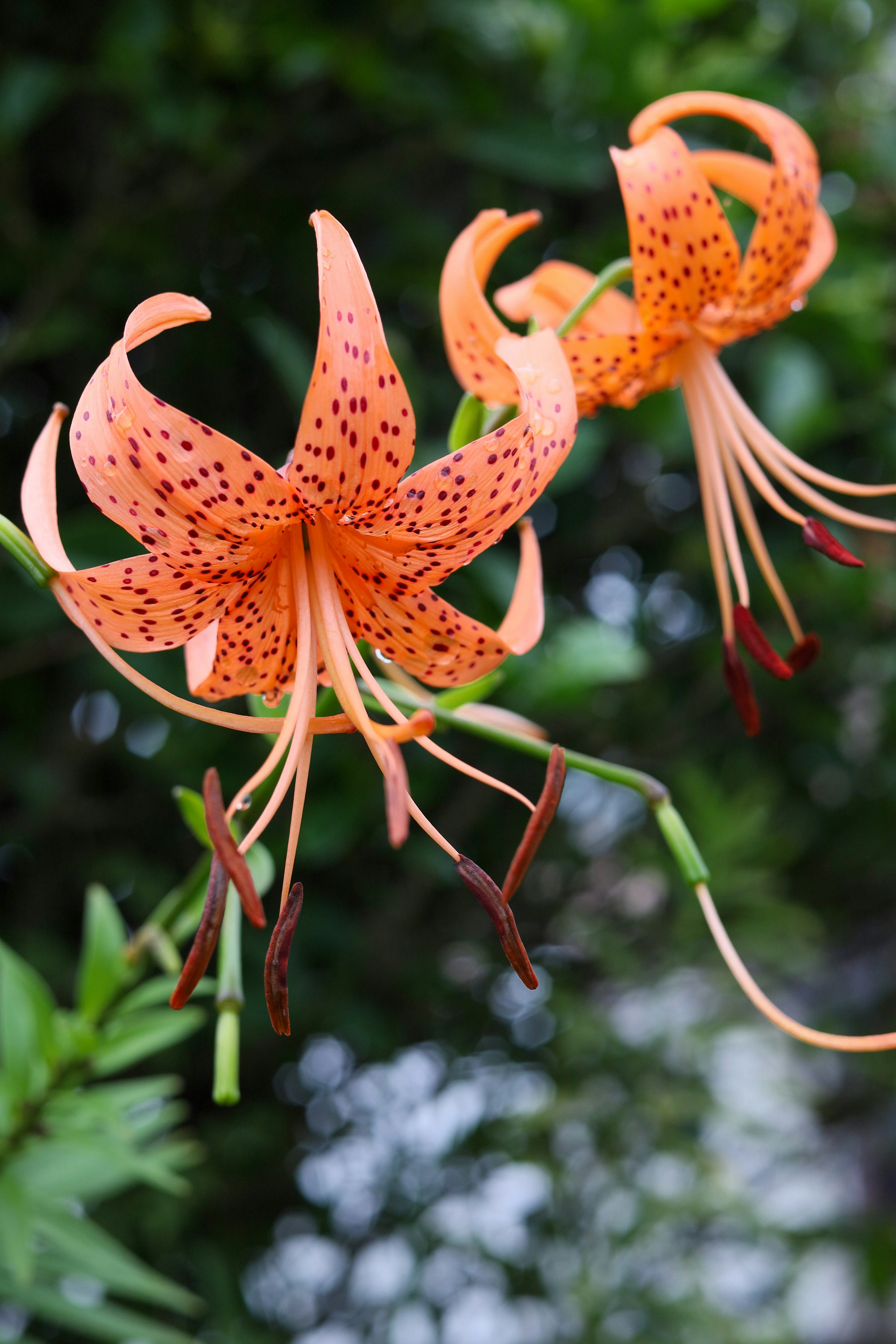 Two orange lily flowers in bloom with a green leafy background