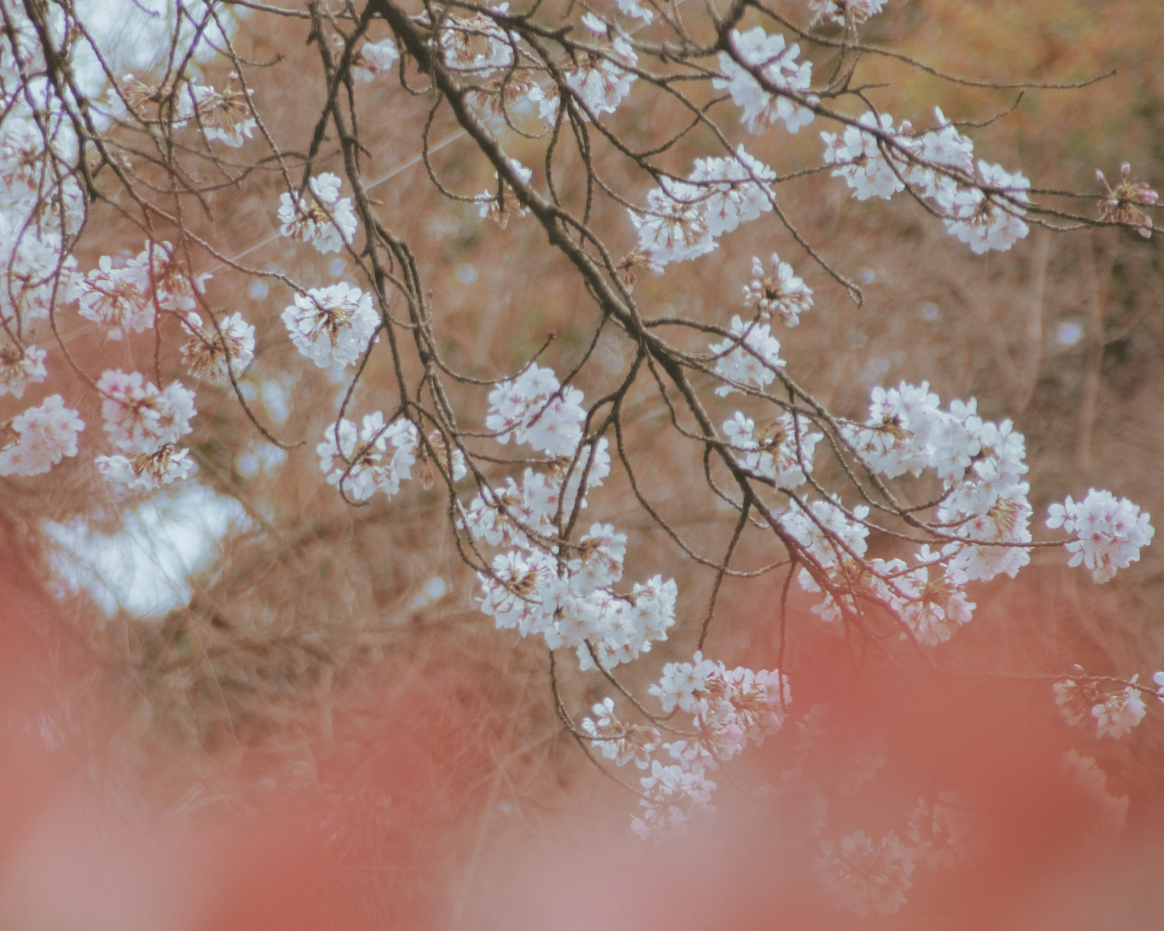 Close-up cabang bunga sakura dengan latar belakang daun merah