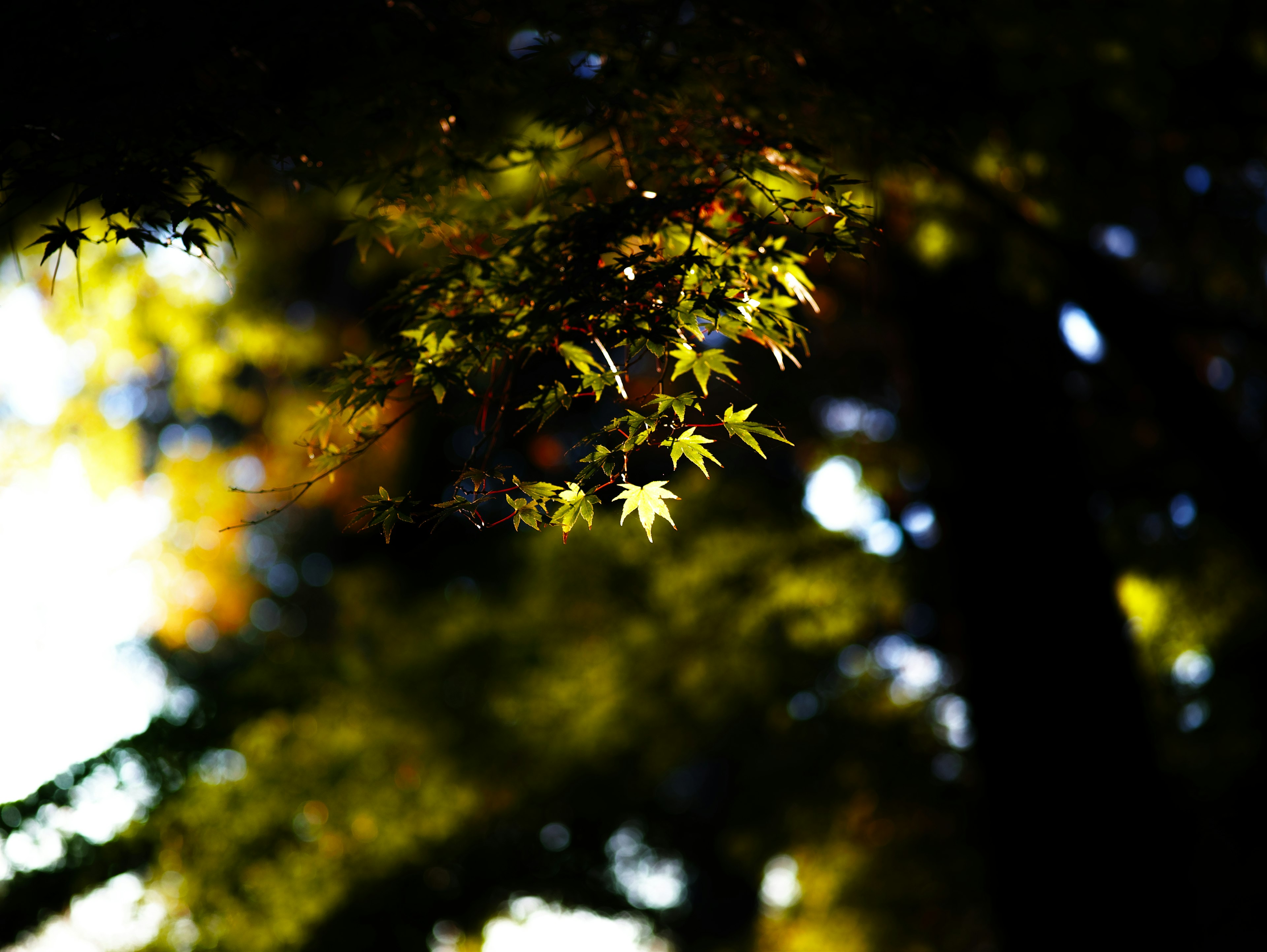 Hermosa escena de otoño con hojas de arce verdes translúcidas iluminadas por la luz