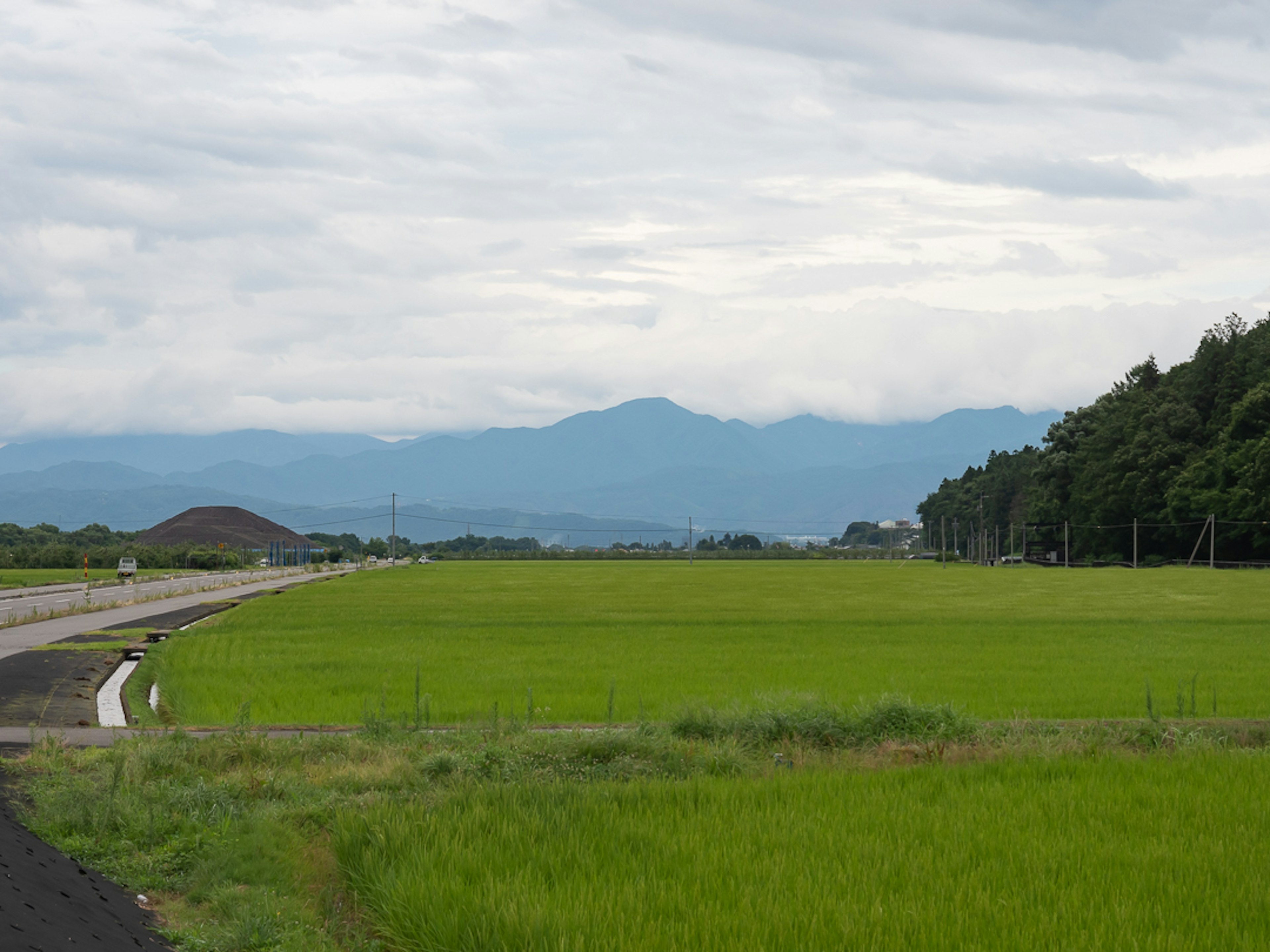 Ladang padi hijau subur dengan pegunungan di kejauhan