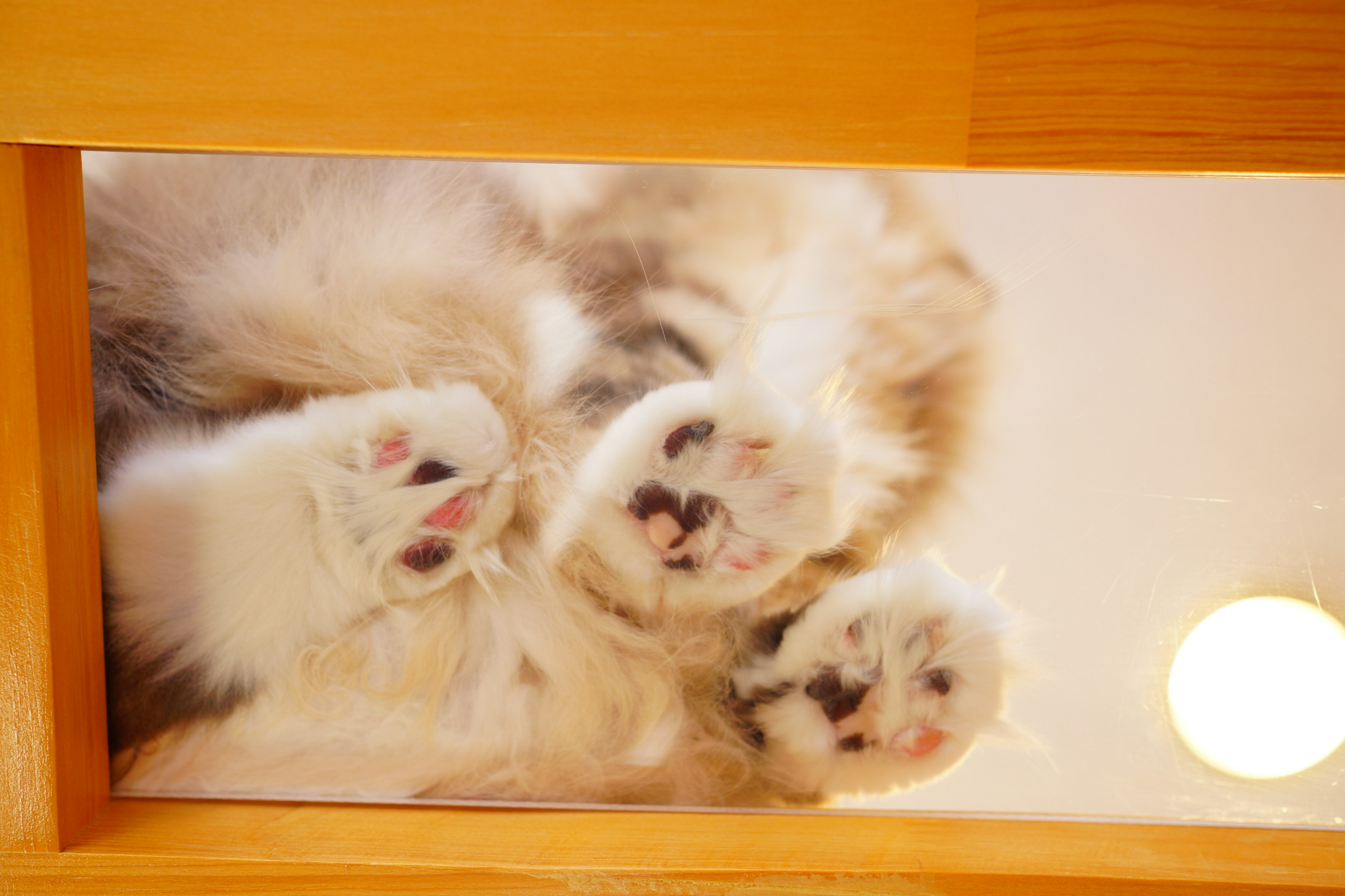 Fluffy cats lying on a glass surface with paws visible