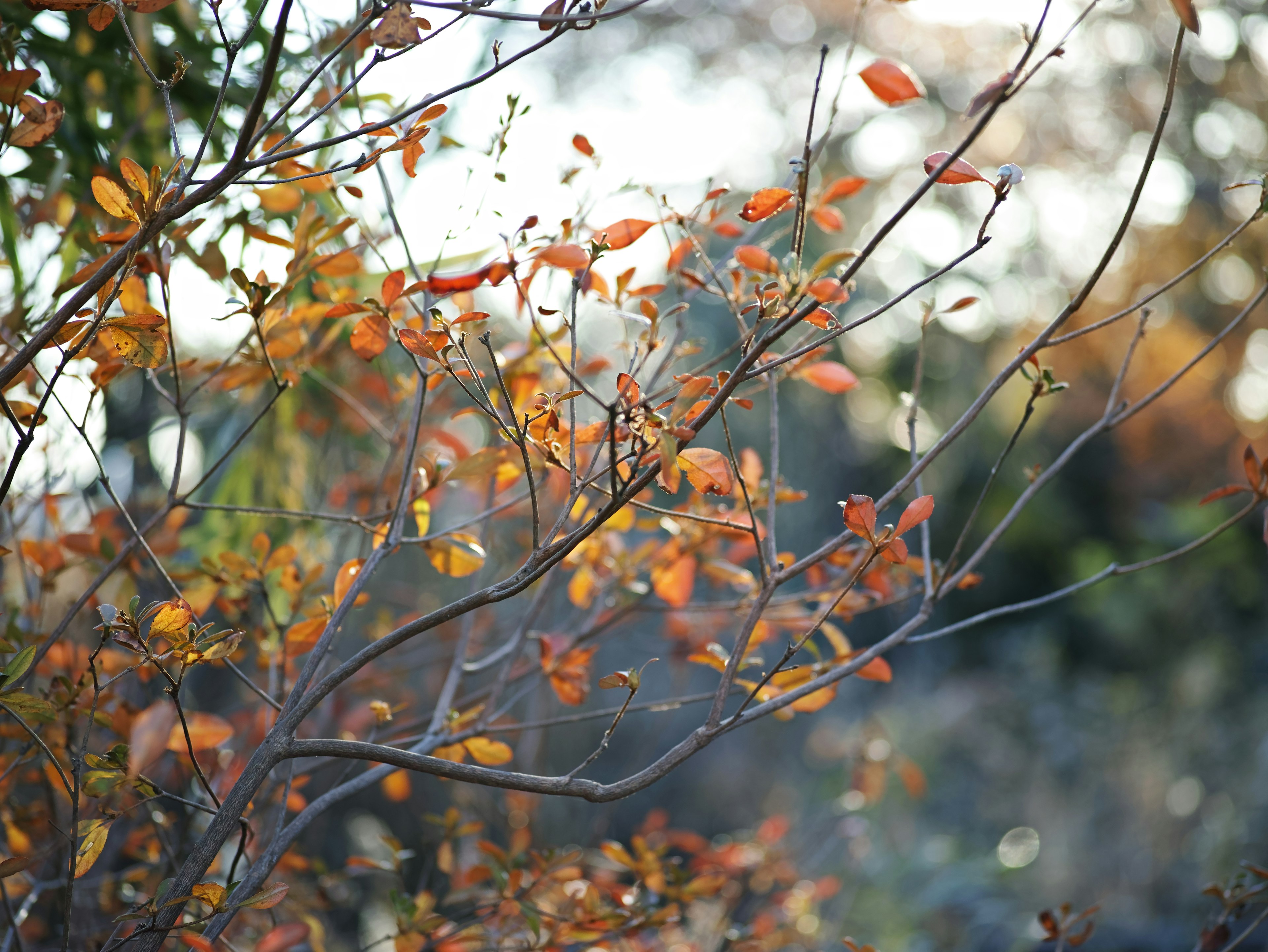 Gros plan de branches d'arbre avec des feuilles d'automne