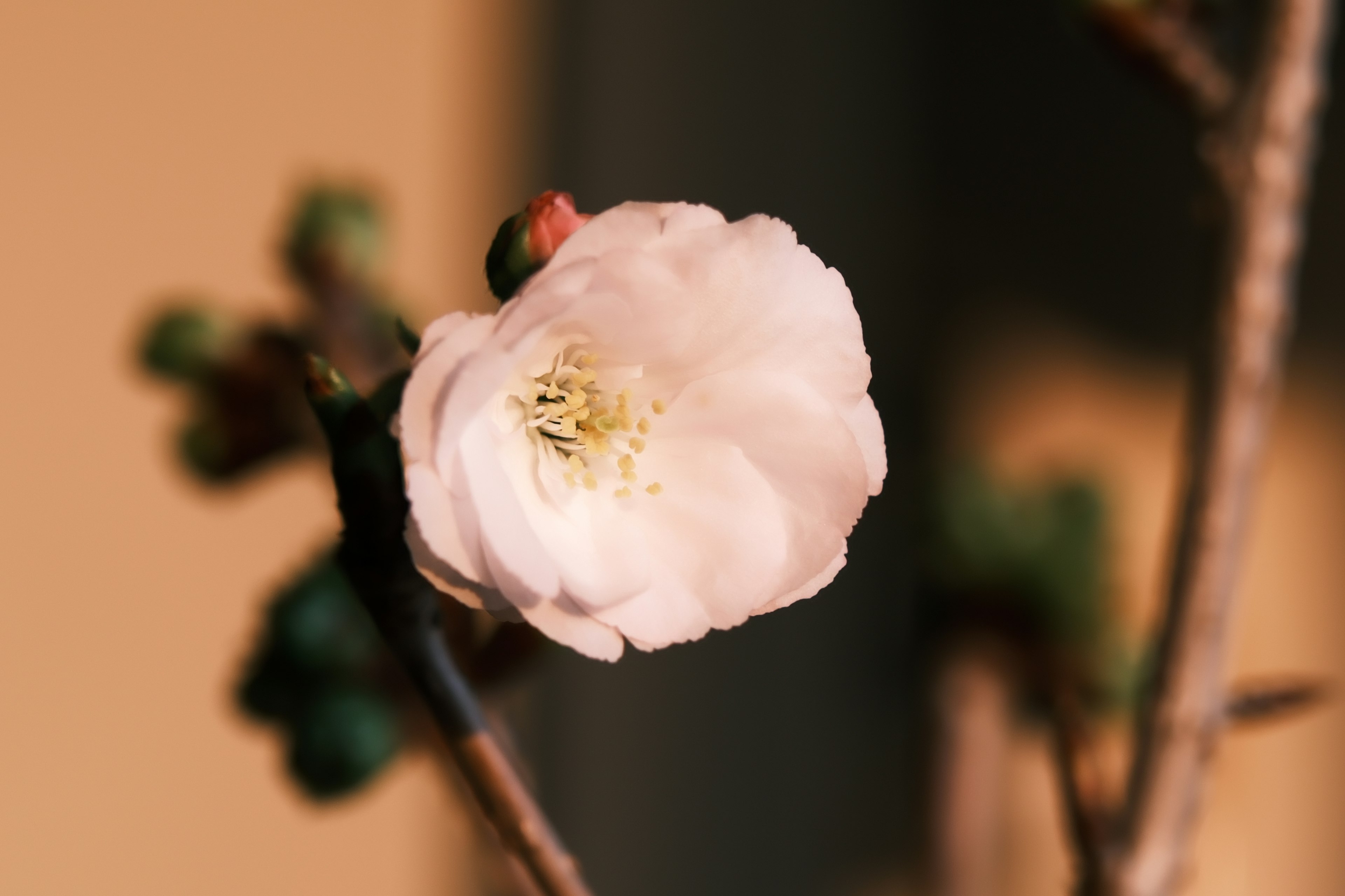 Primer plano de una flor rosa pálido en flor sobre una rama