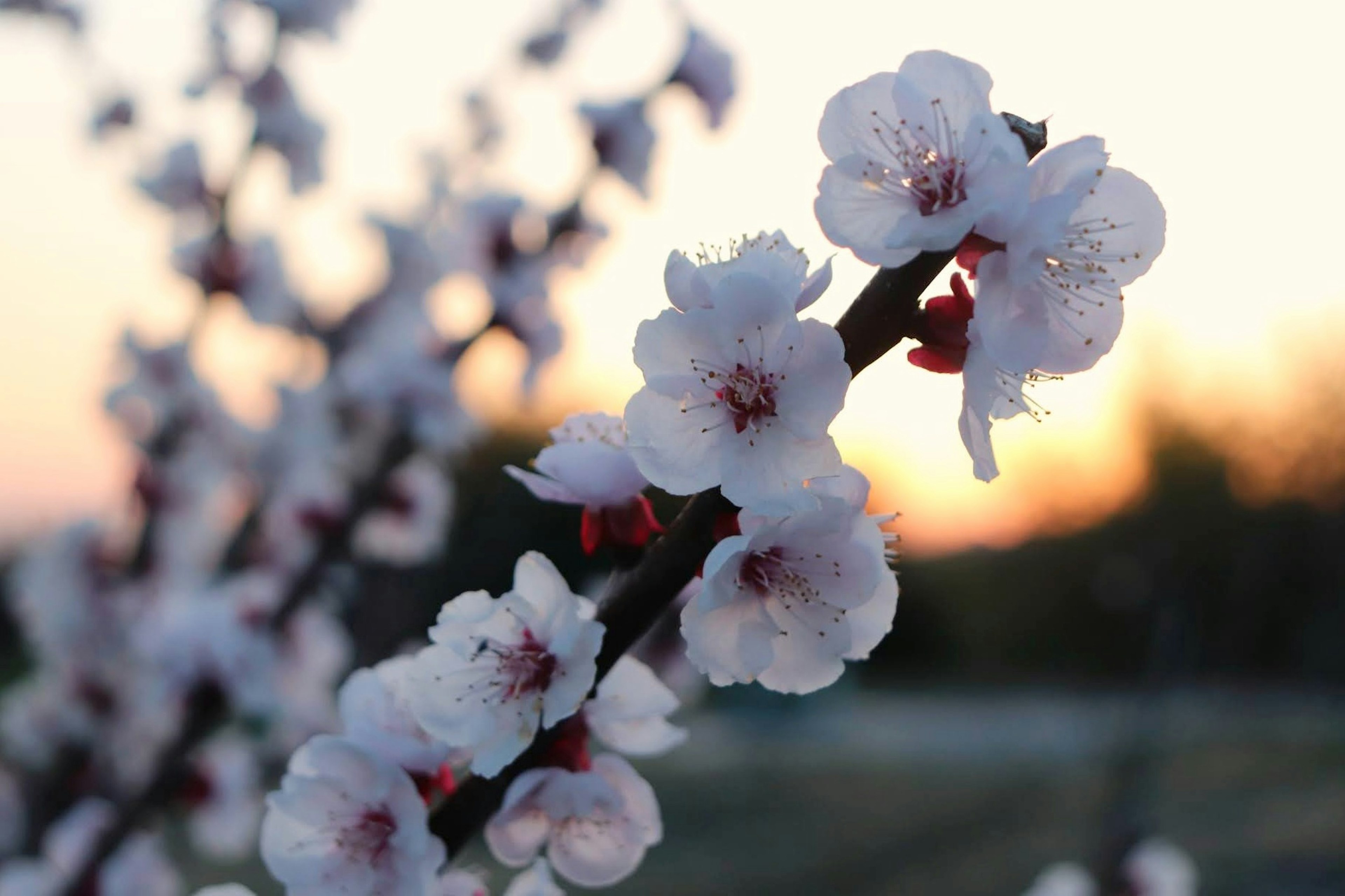 Acercamiento de flores de cerezo al atardecer pétalos rosas suaves y hojas verdes