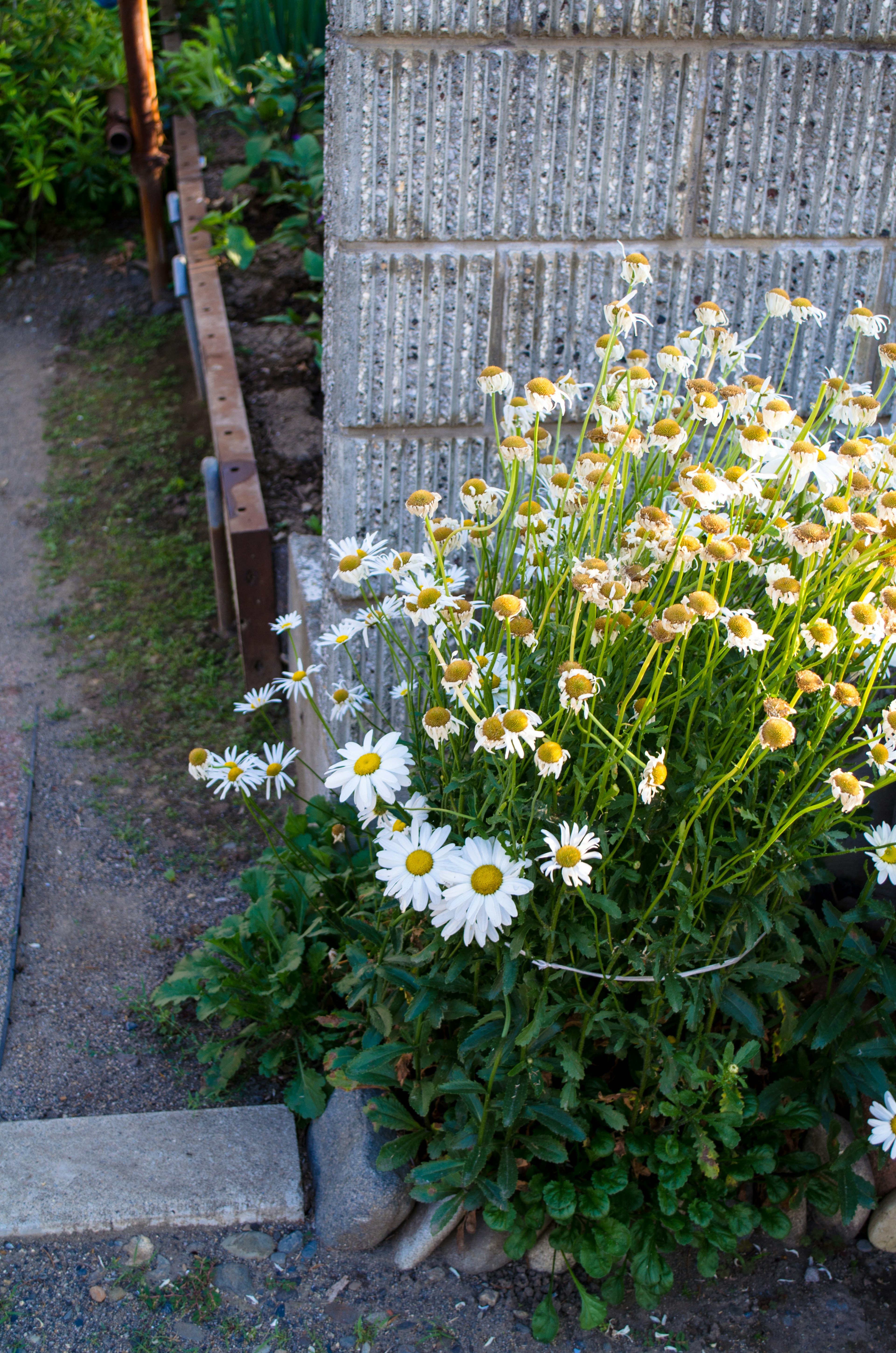 白い花が咲くダイジーの植物が石壁のそばに育っている