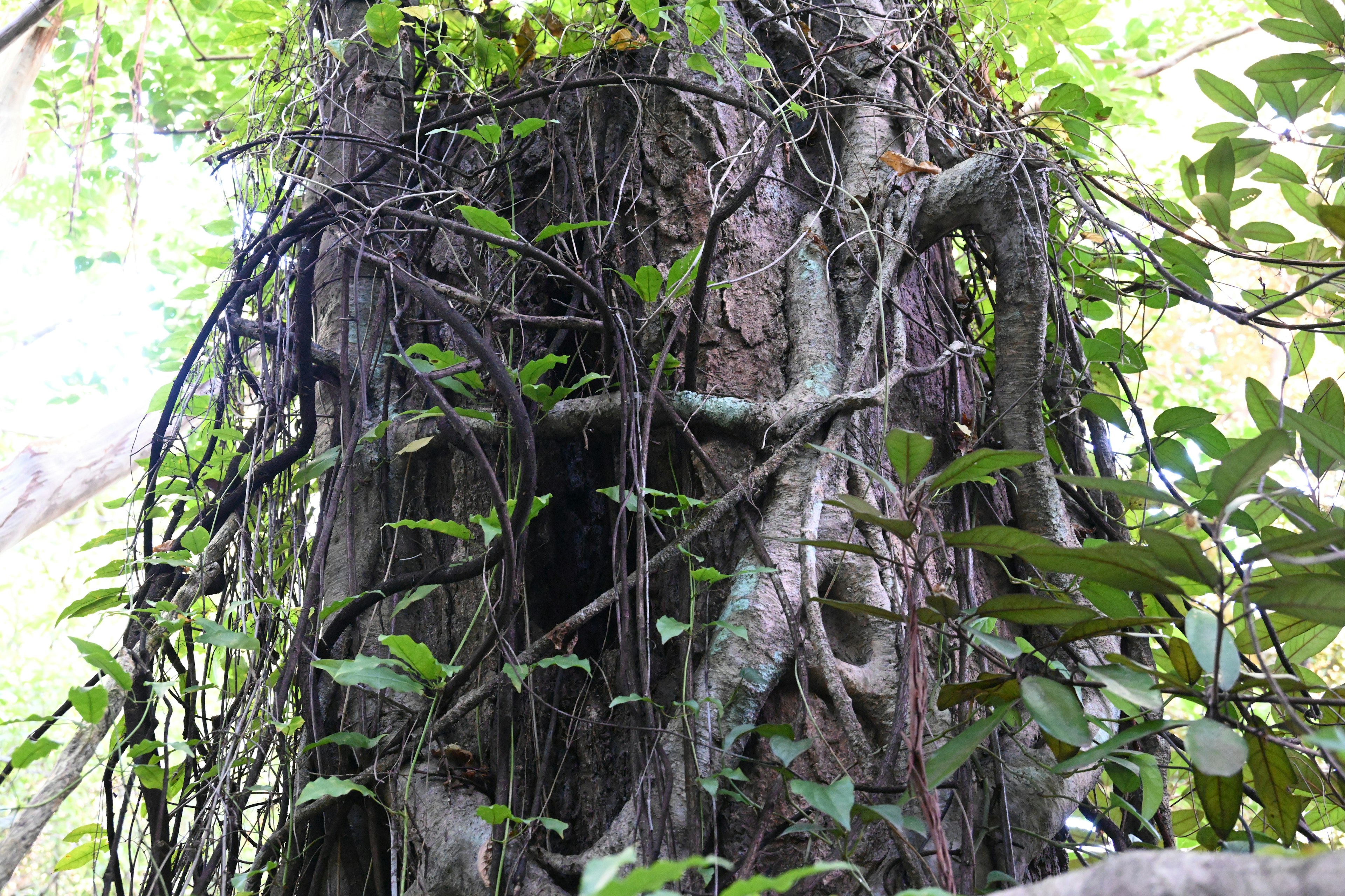 Ein Baum mit verworrenen Wurzeln und üppigem grünem Laub, das die Schönheit der Natur zeigt