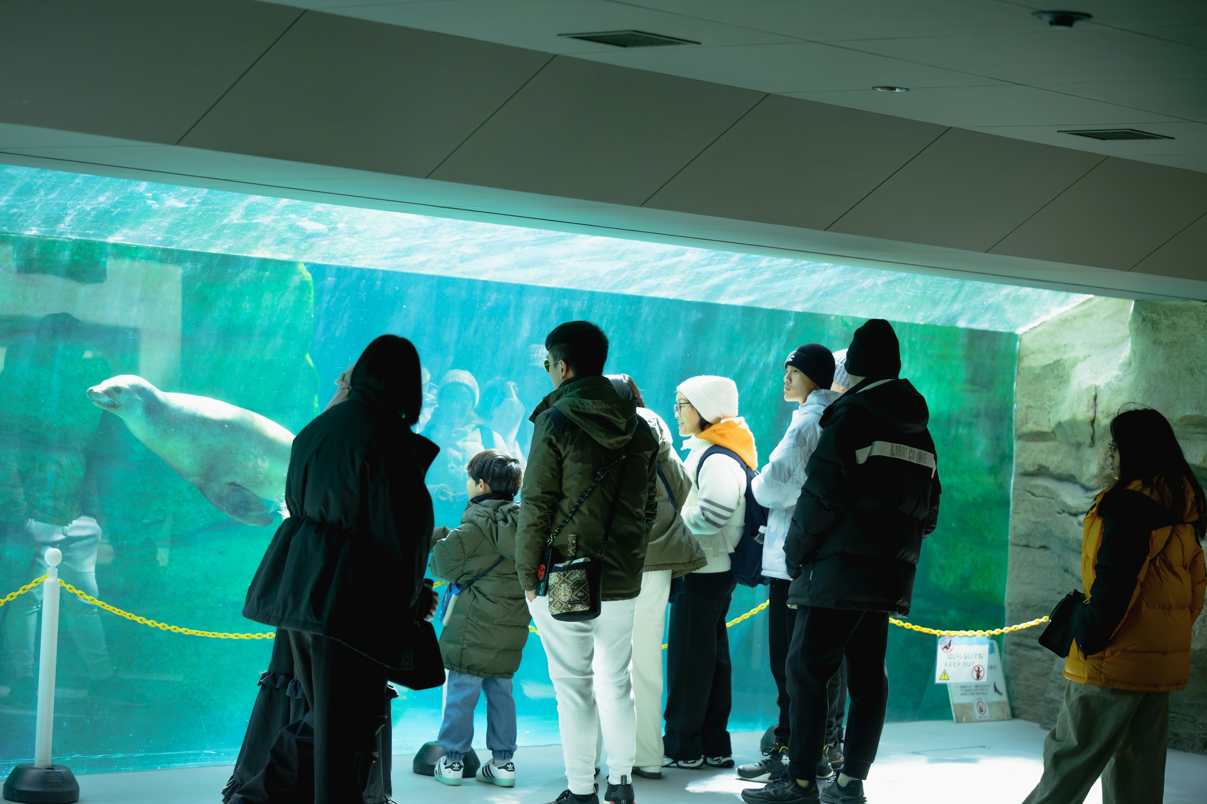 一群參觀者在水族館觀察海獅