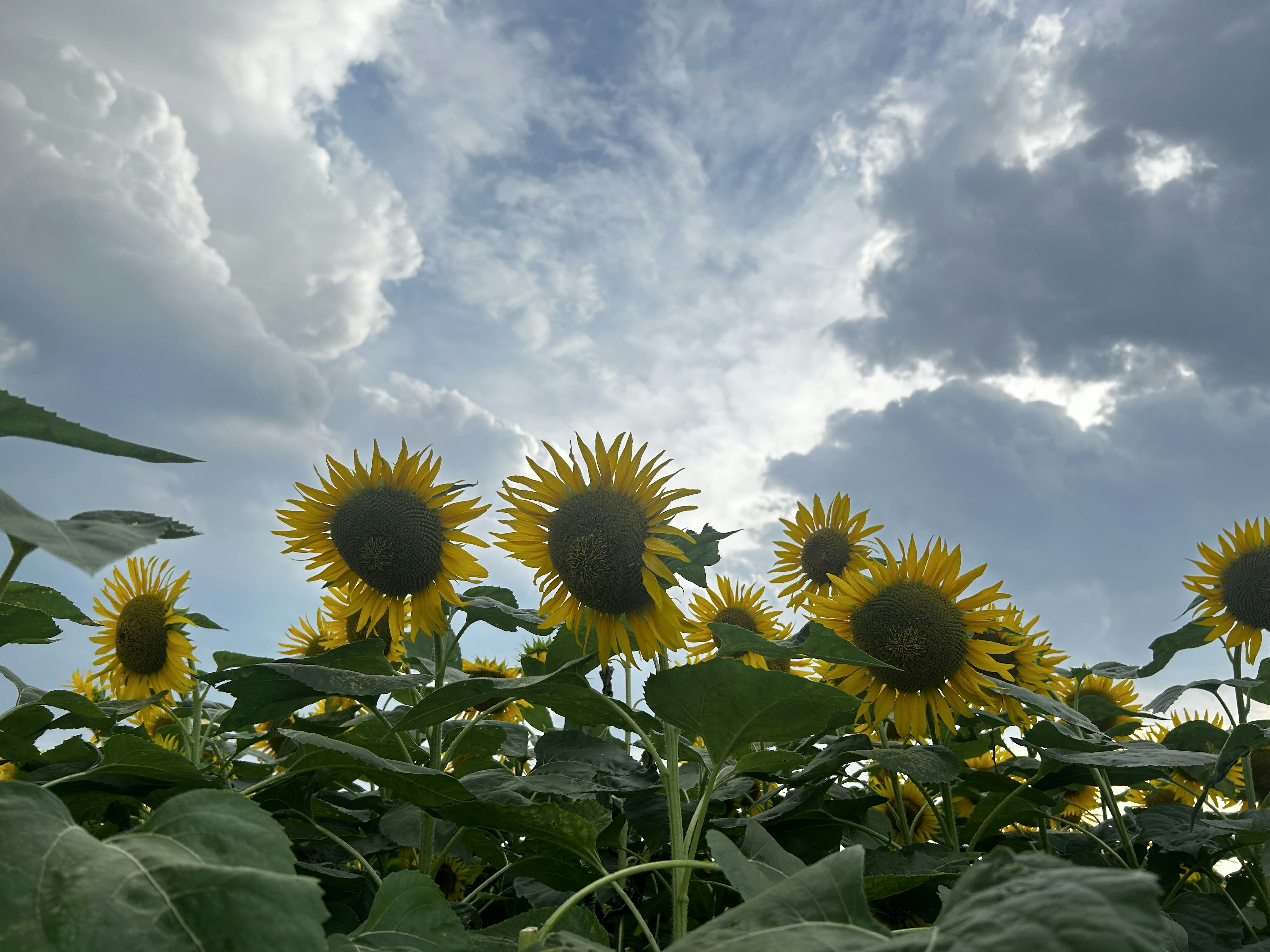 Champ de tournesols se dirigeant vers le ciel avec des nuages