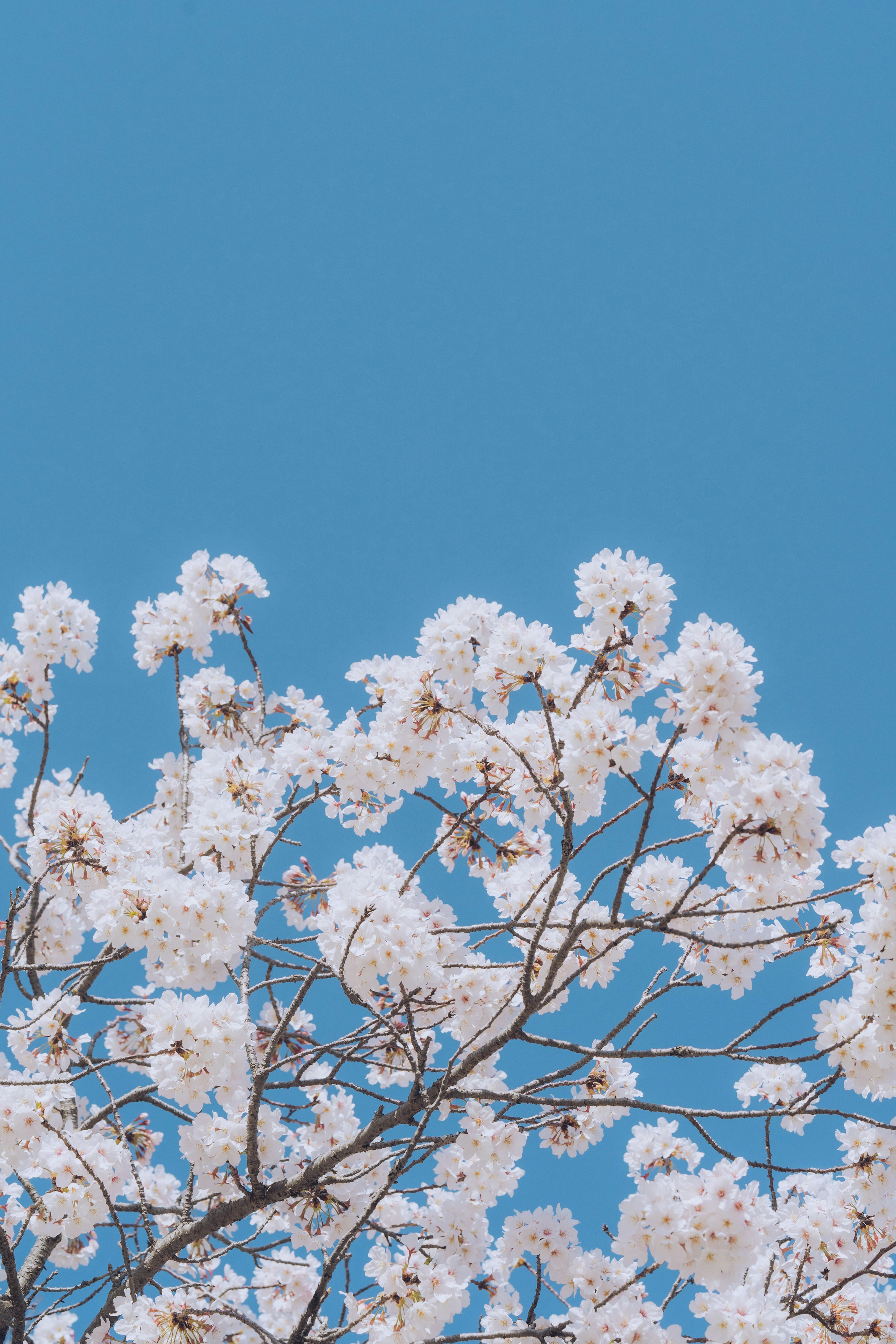 A tree with white flowers against a blue sky