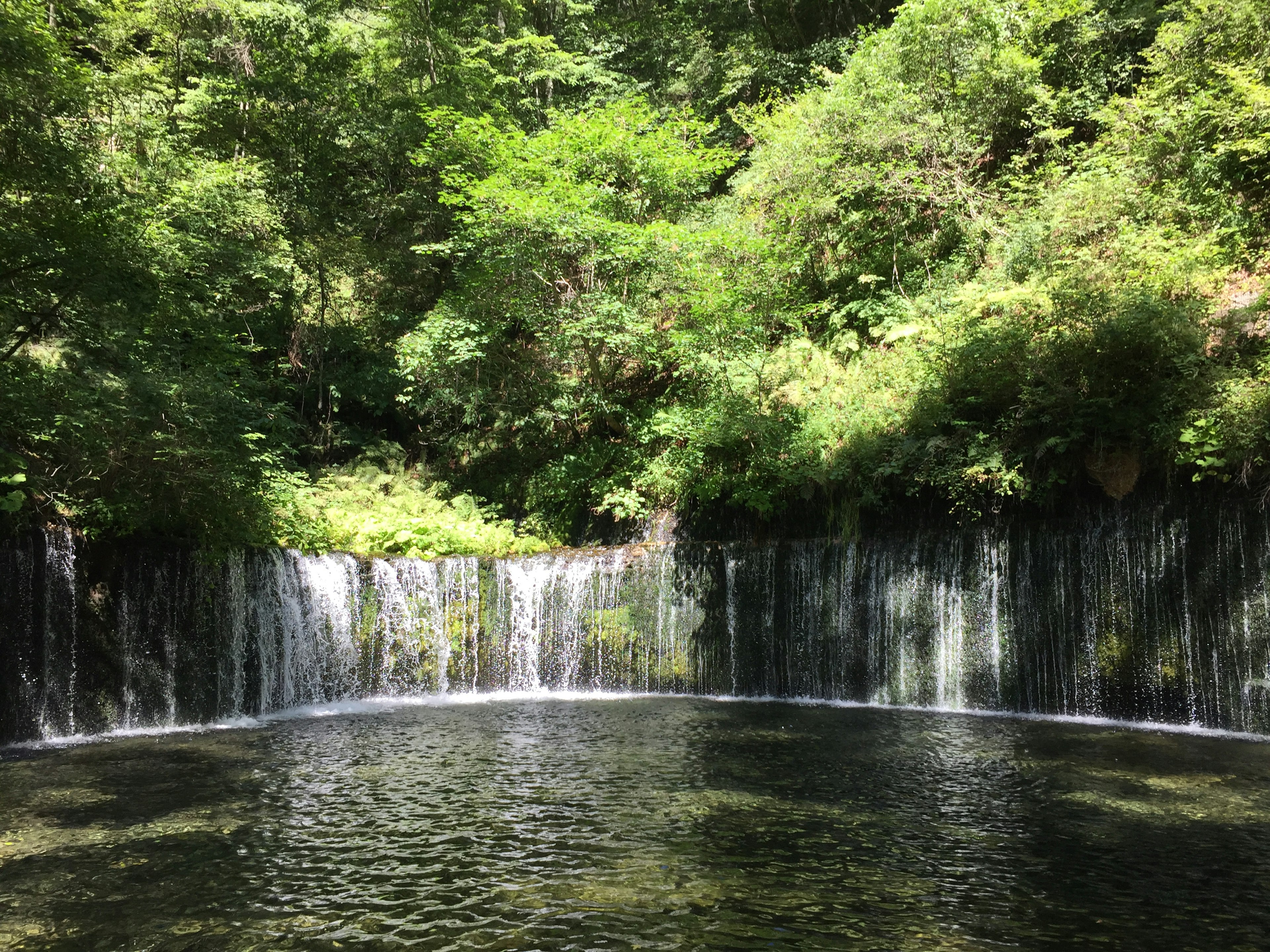 A serene pond surrounded by lush greenery and a beautiful waterfall