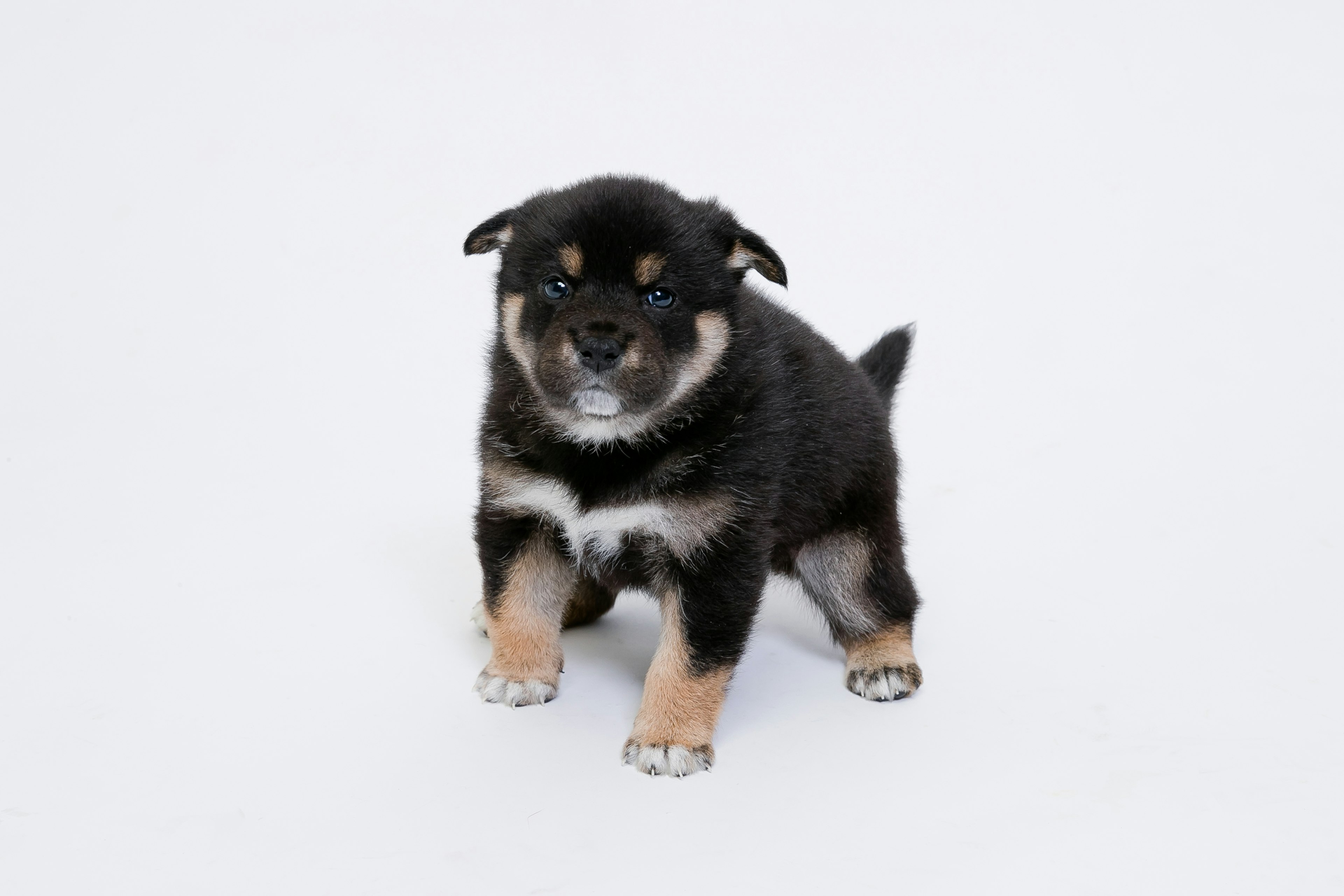 Un chiot noir et feu se tient sur un fond blanc