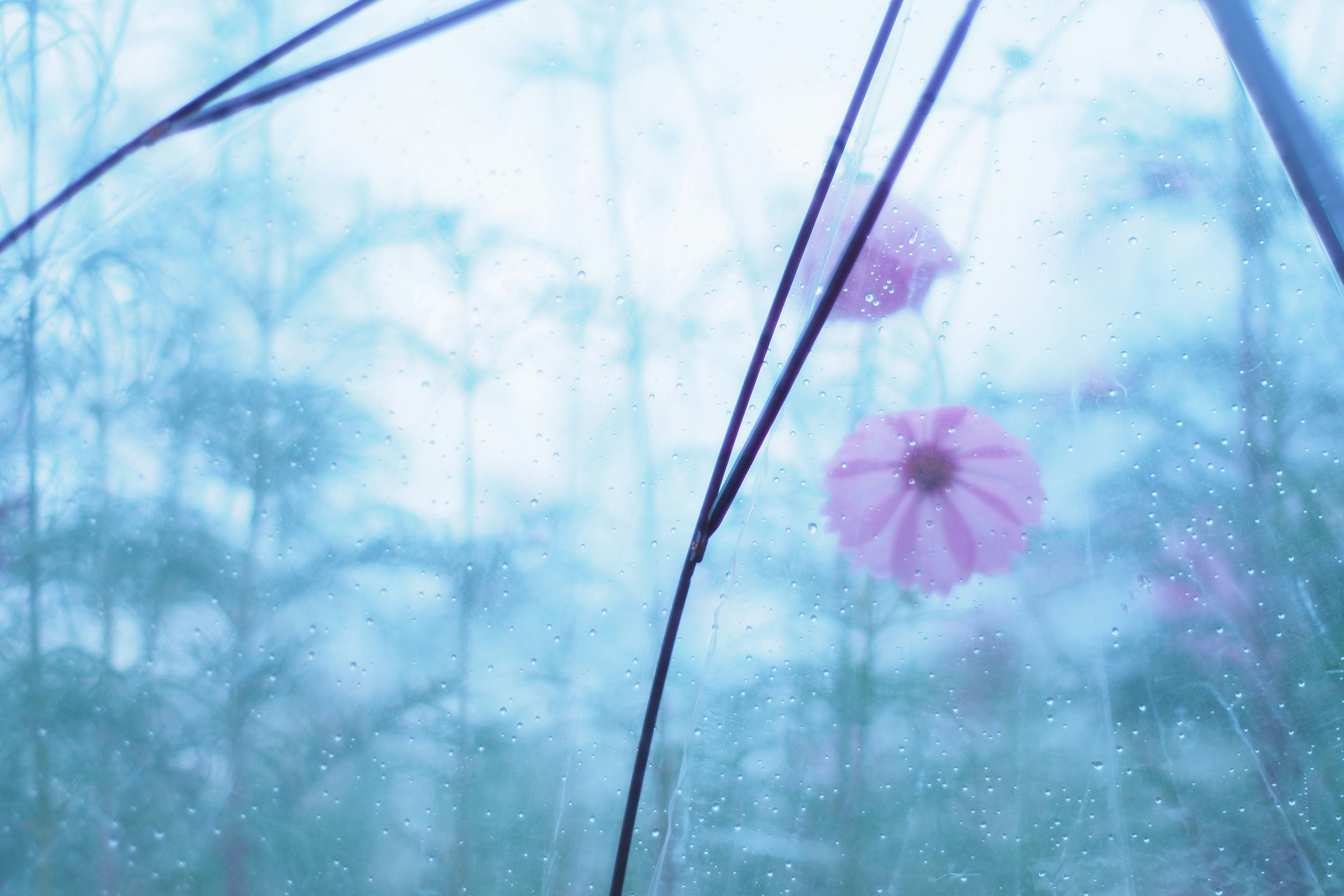 Pink flowers seen through a translucent umbrella on a rainy day