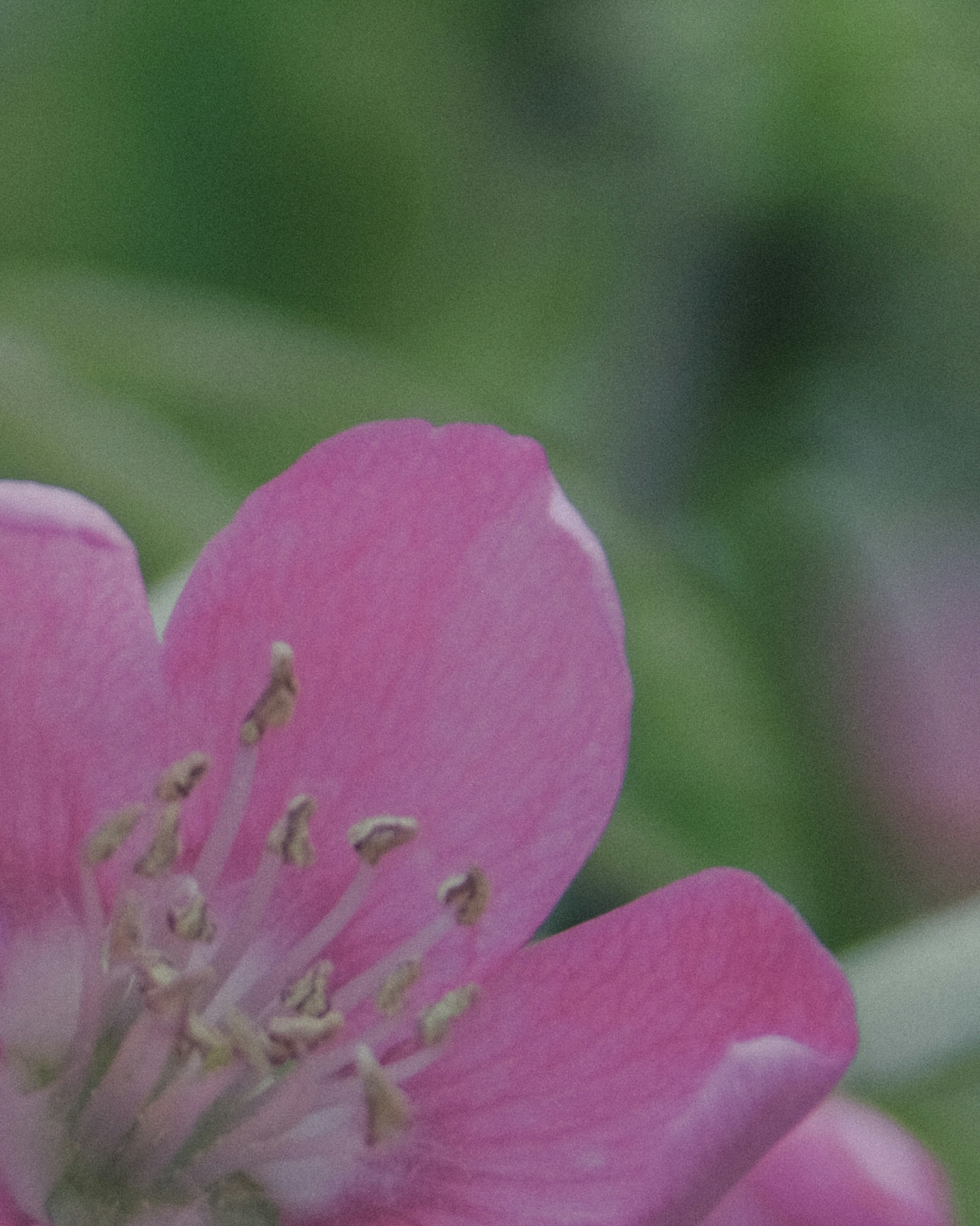 ピンクの花びらが特徴的な花のクローズアップで、背景は緑色のぼかし