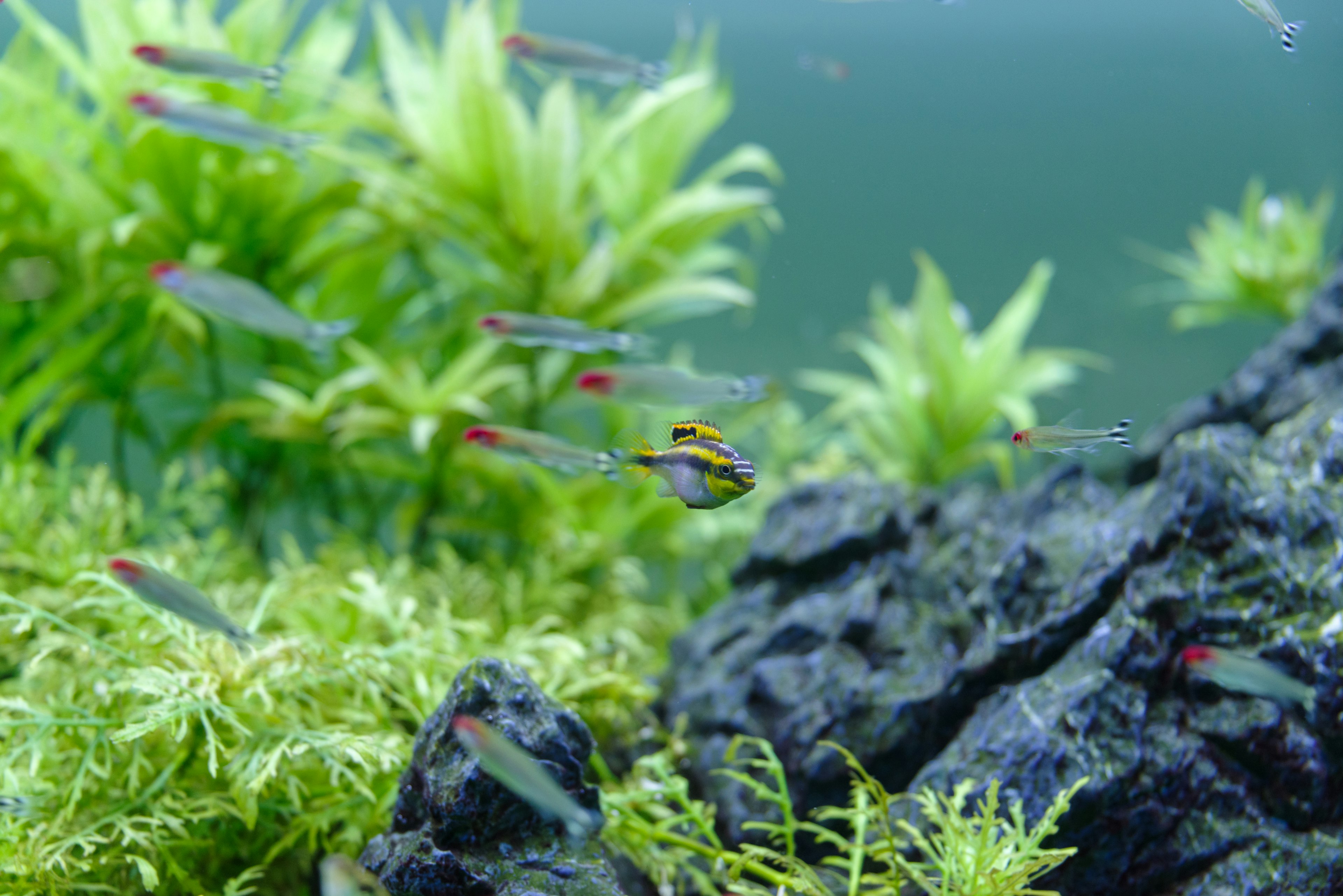 Un banc de petits poissons nageant parmi des plantes aquatiques et des rochers