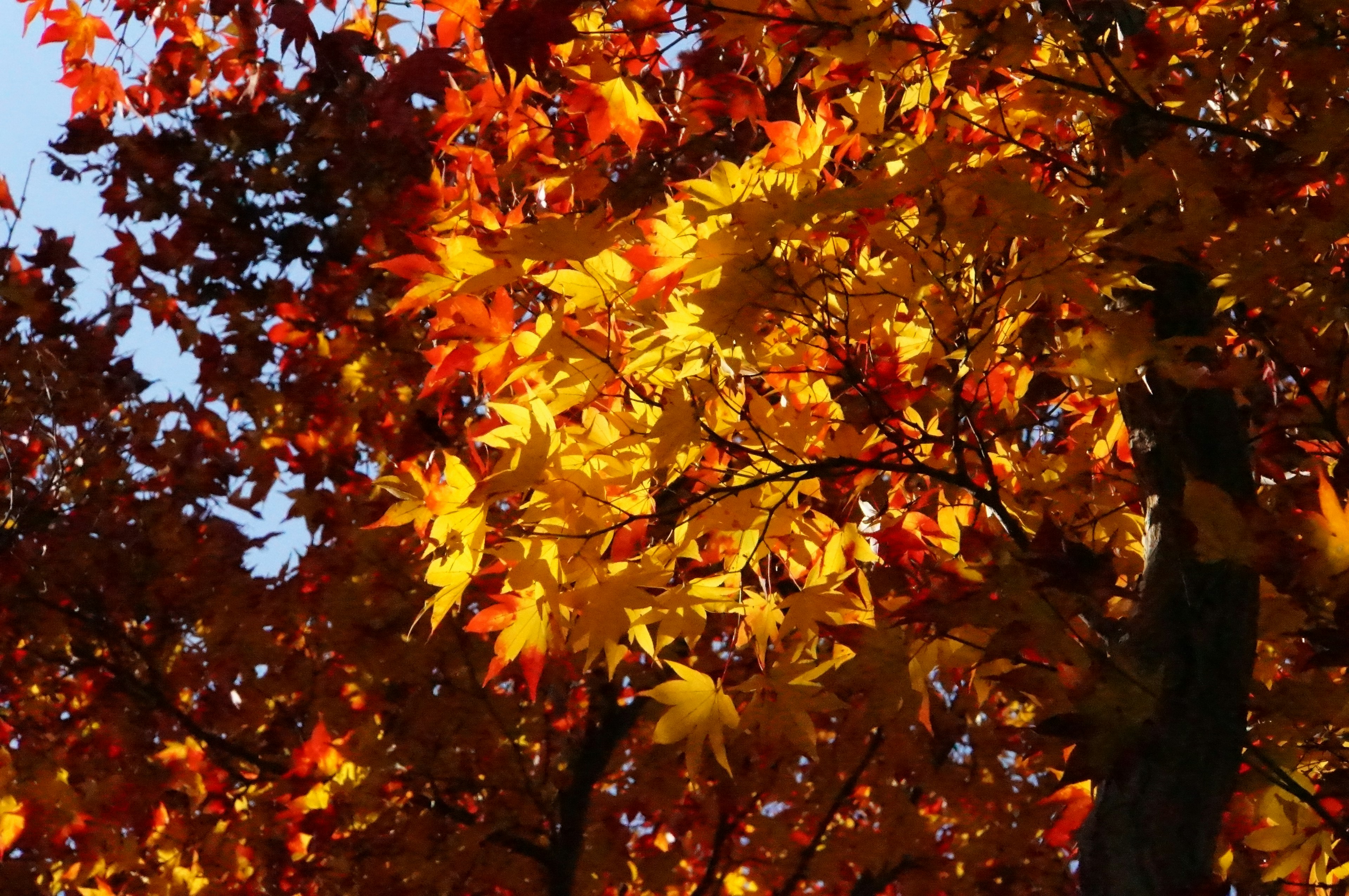 Árbol de otoño con hojas rojas y naranjas vibrantes bajo un cielo azul brillante