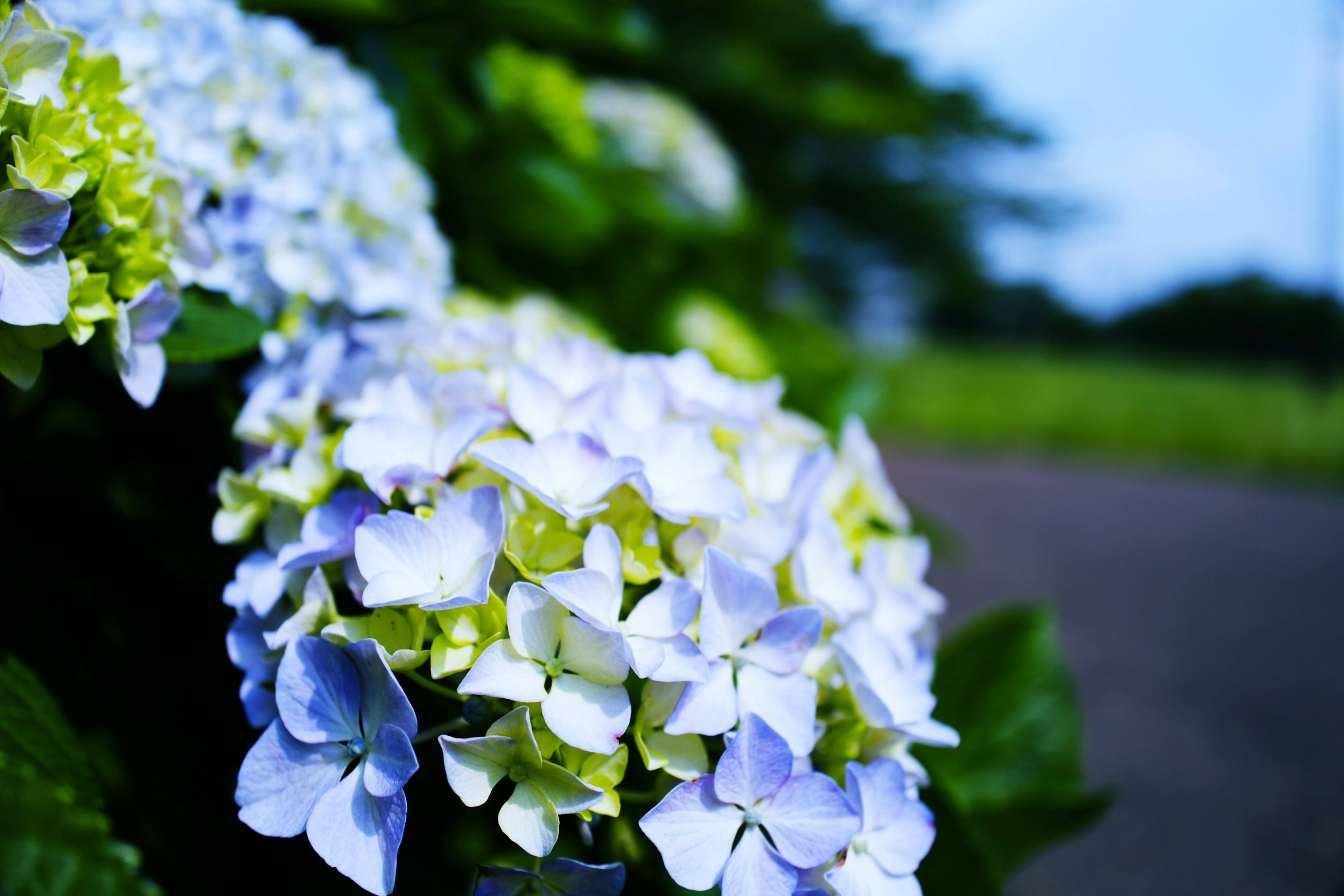 Acercamiento de flores de hortensia azules y blancas