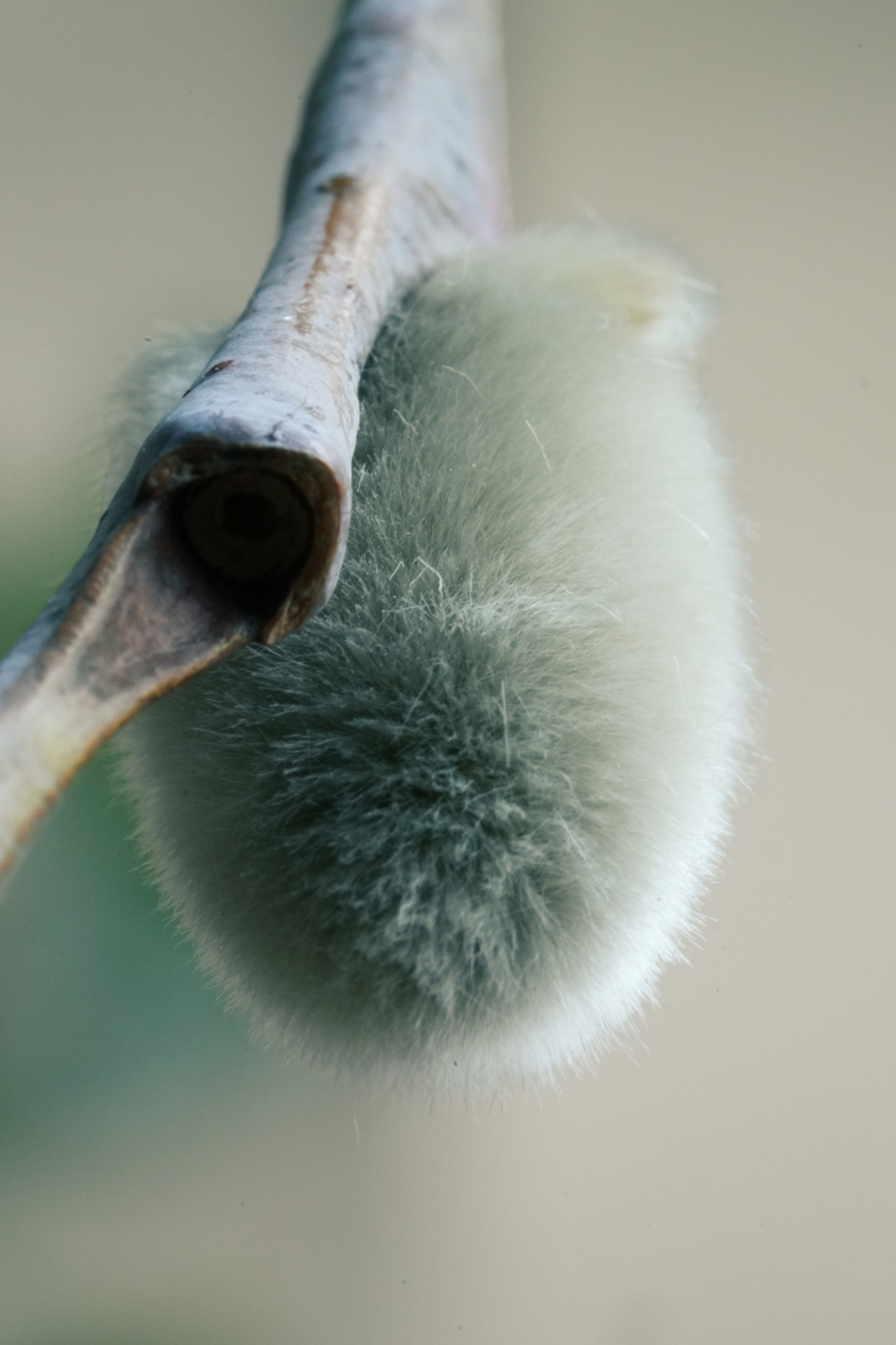 A soft, bluish-green fluffy object hanging from a branch