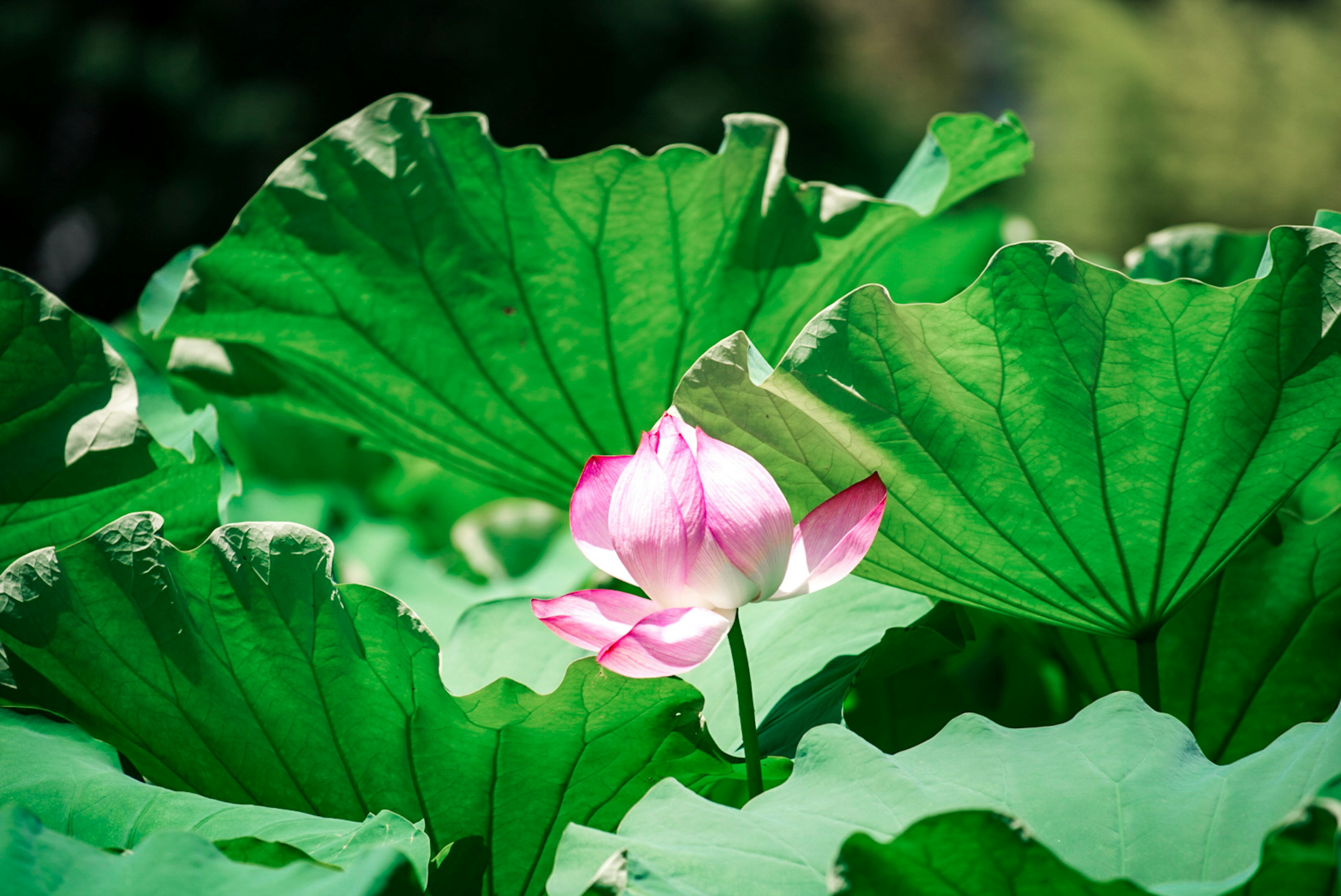 Beautiful pink lotus flower blooming among green leaves