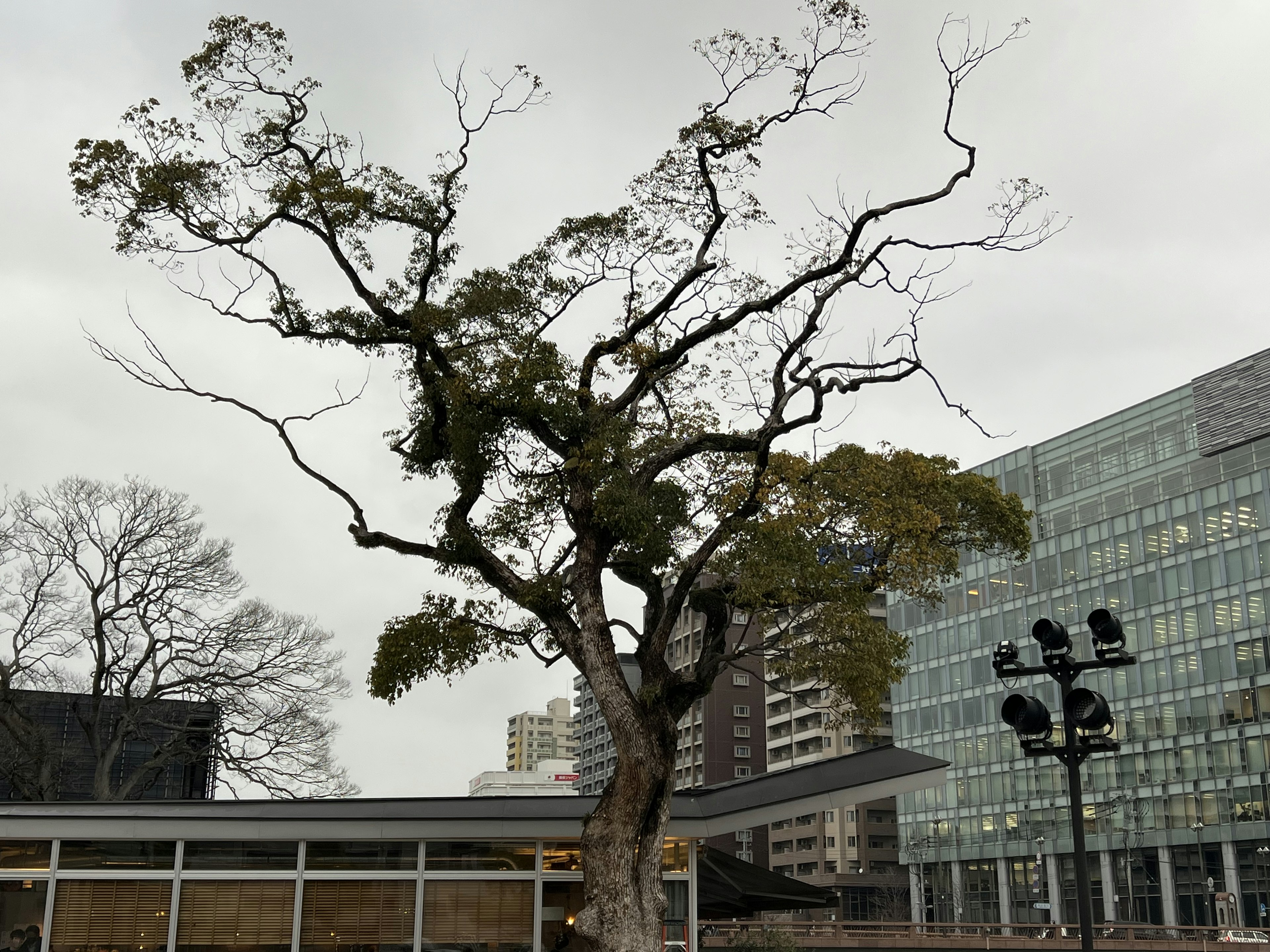 Pohon dengan cabang tipis di bawah langit musim dingin yang mendung di sebelah gedung modern