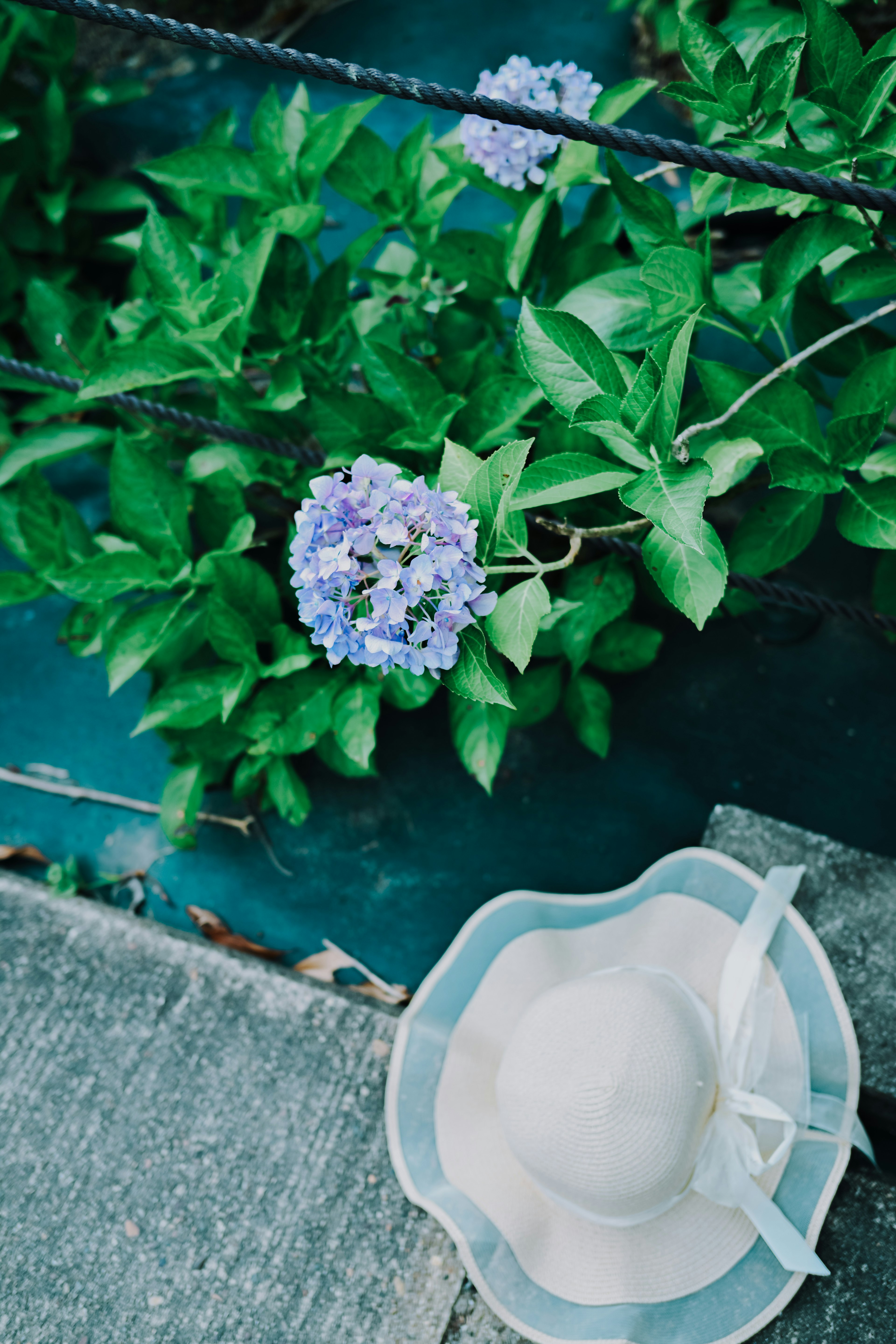 Top-down view of a white hat beside purple flowers on green plants