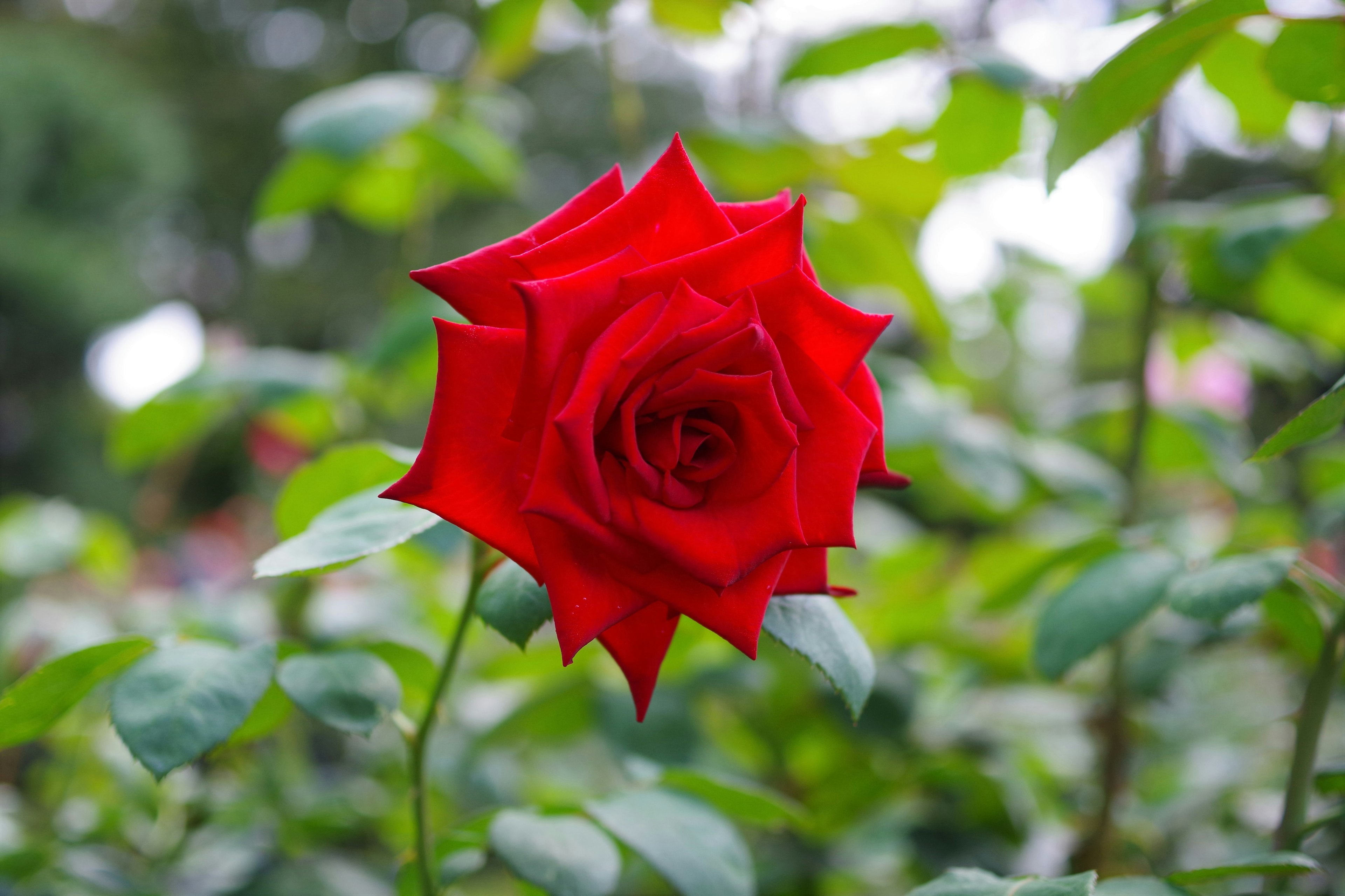 Une rose rouge vibrante se détache parmi les feuilles vertes