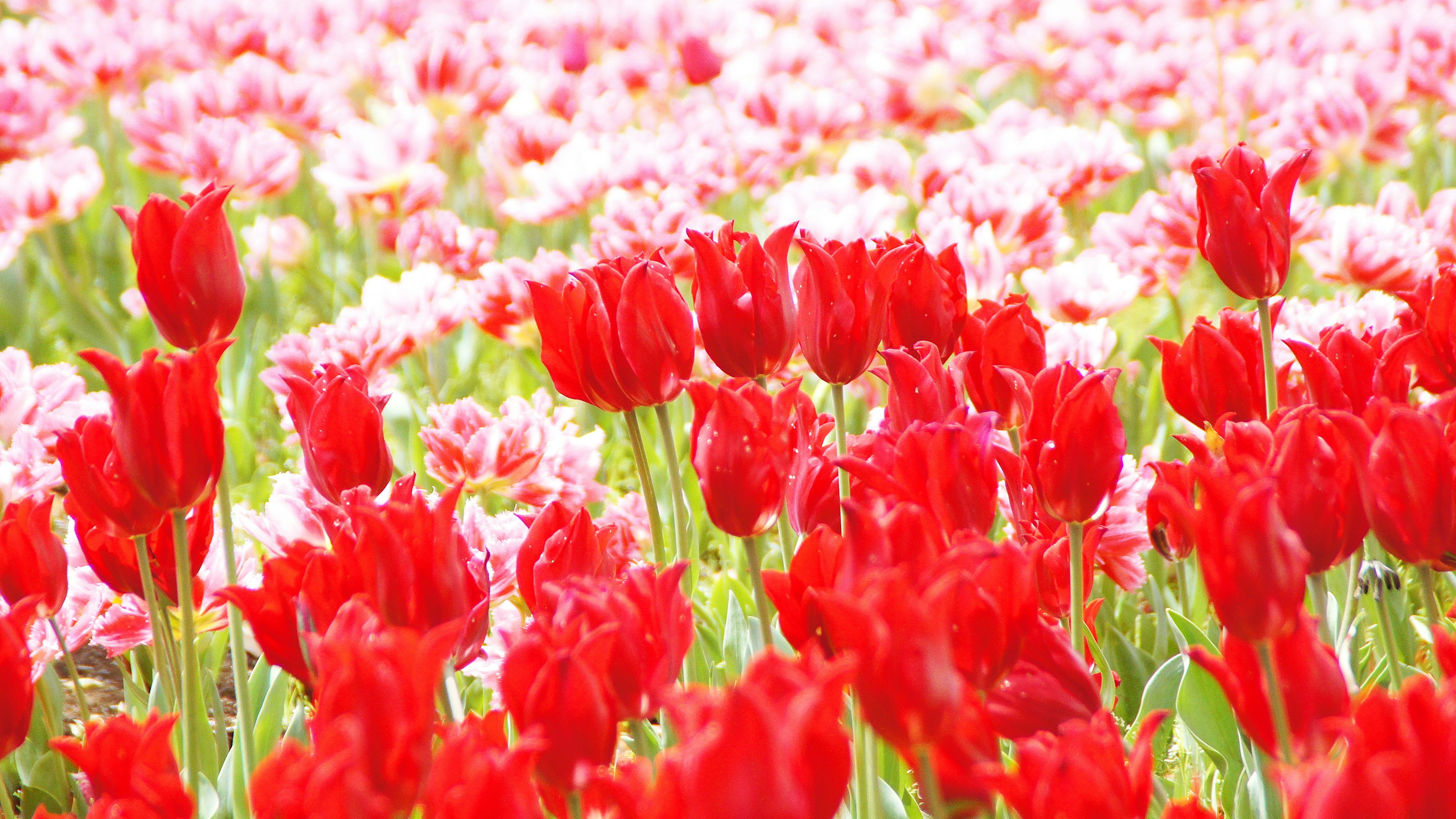 Un hermoso campo de flores con tulipanes rojos vibrantes y flores rosas