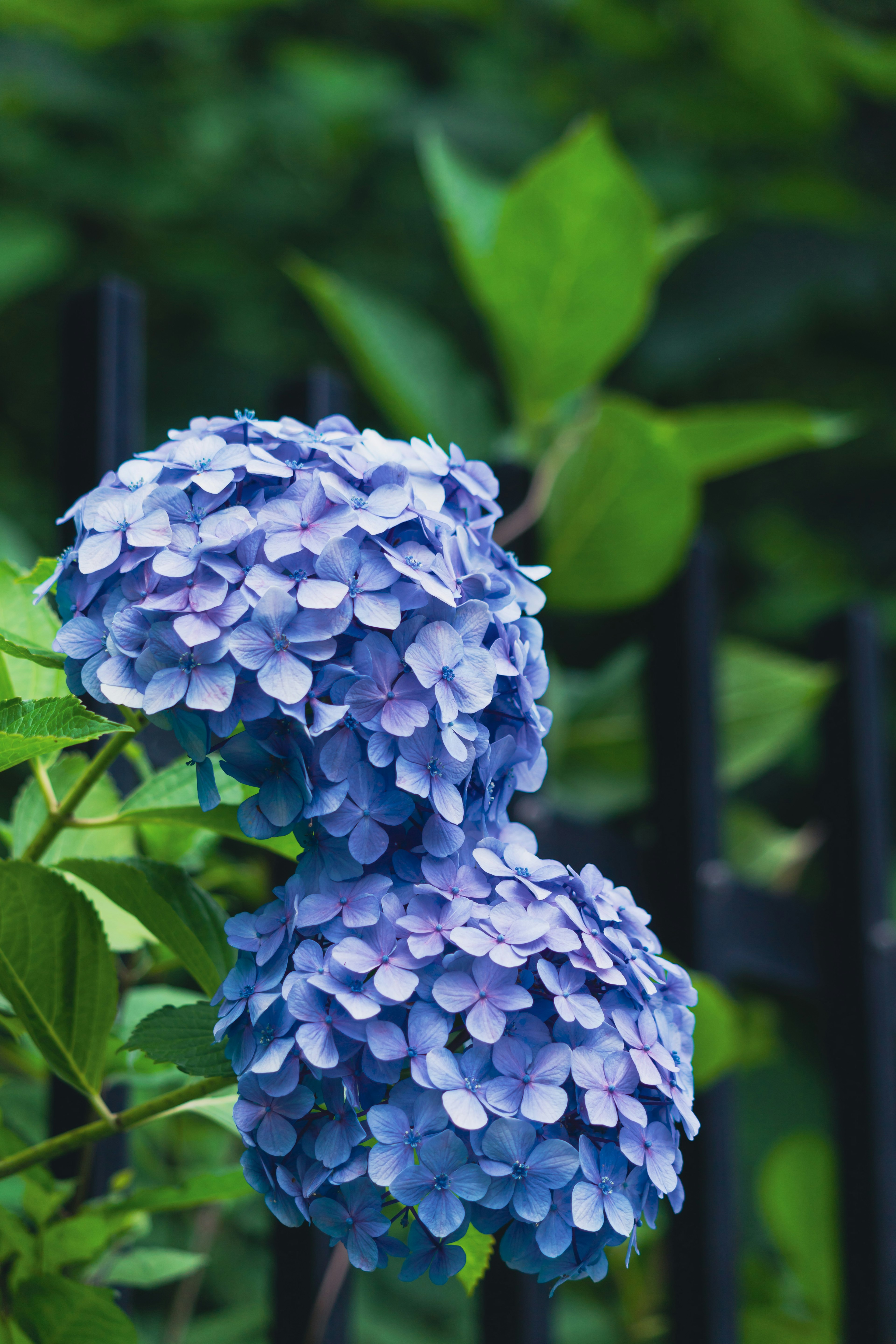 青紫色のアジサイの花が緑の葉の中で咲いている