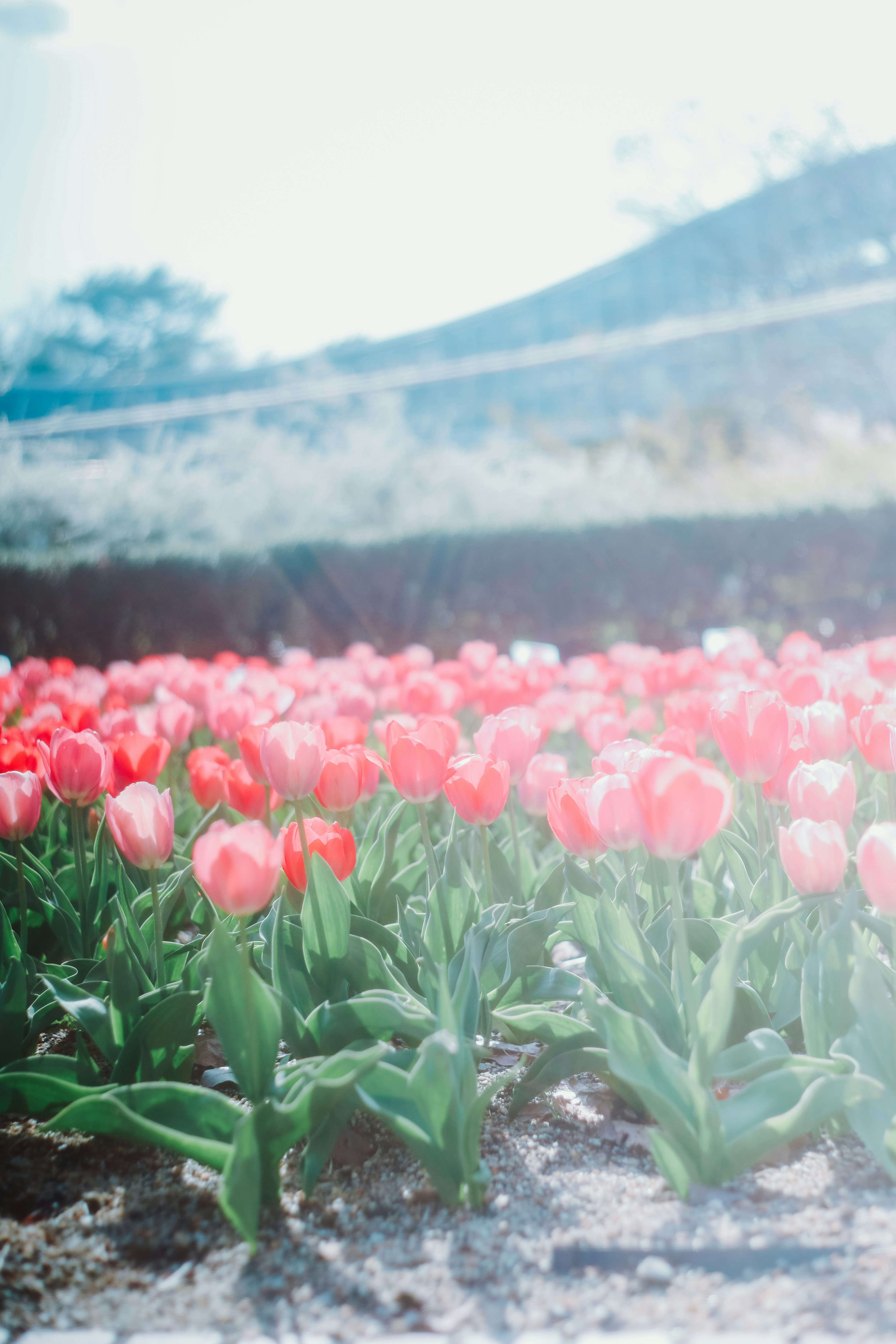 Tulip merah cerah di ladang bunga yang bermekaran