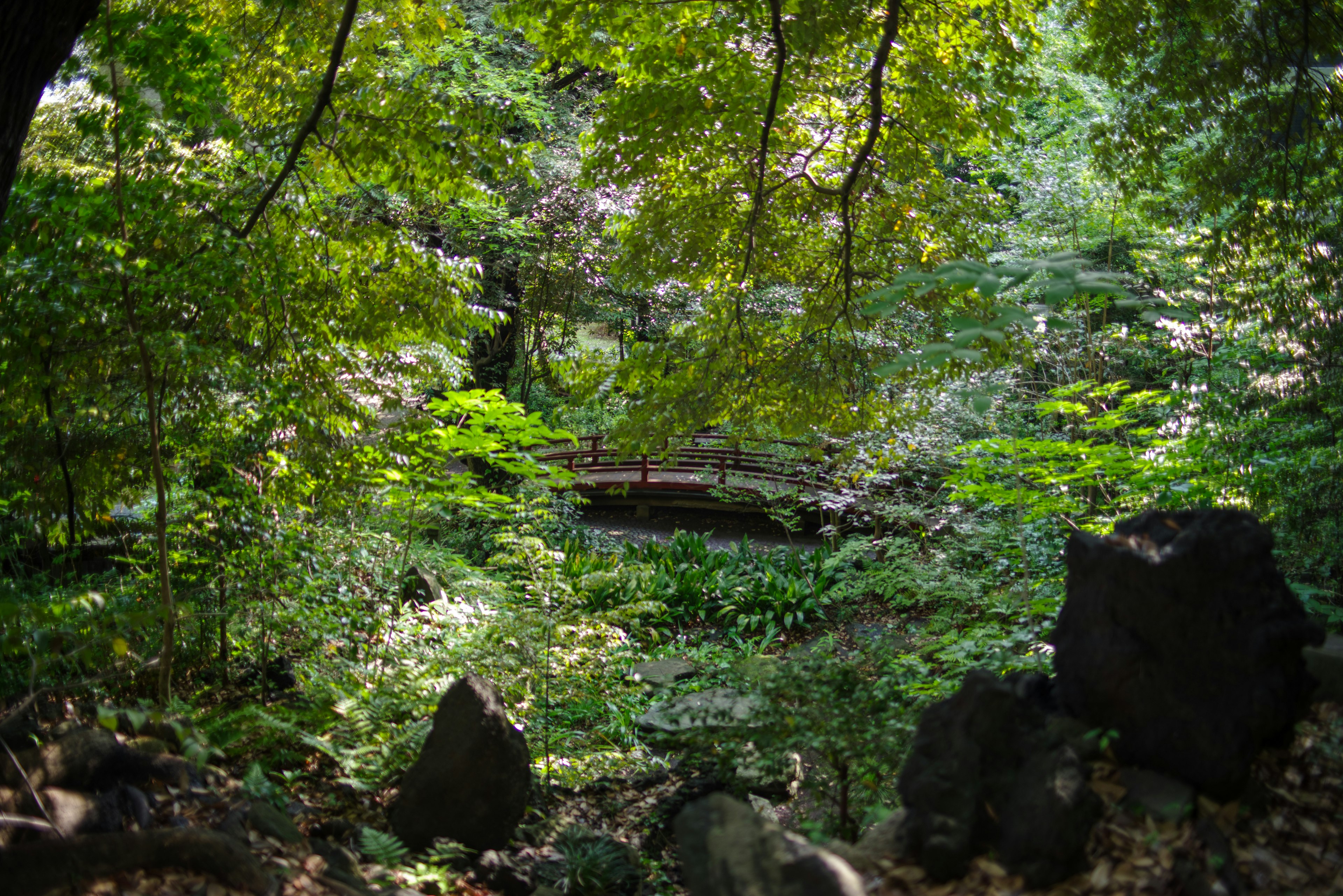 Escena de bosque frondoso con un camino y un puente