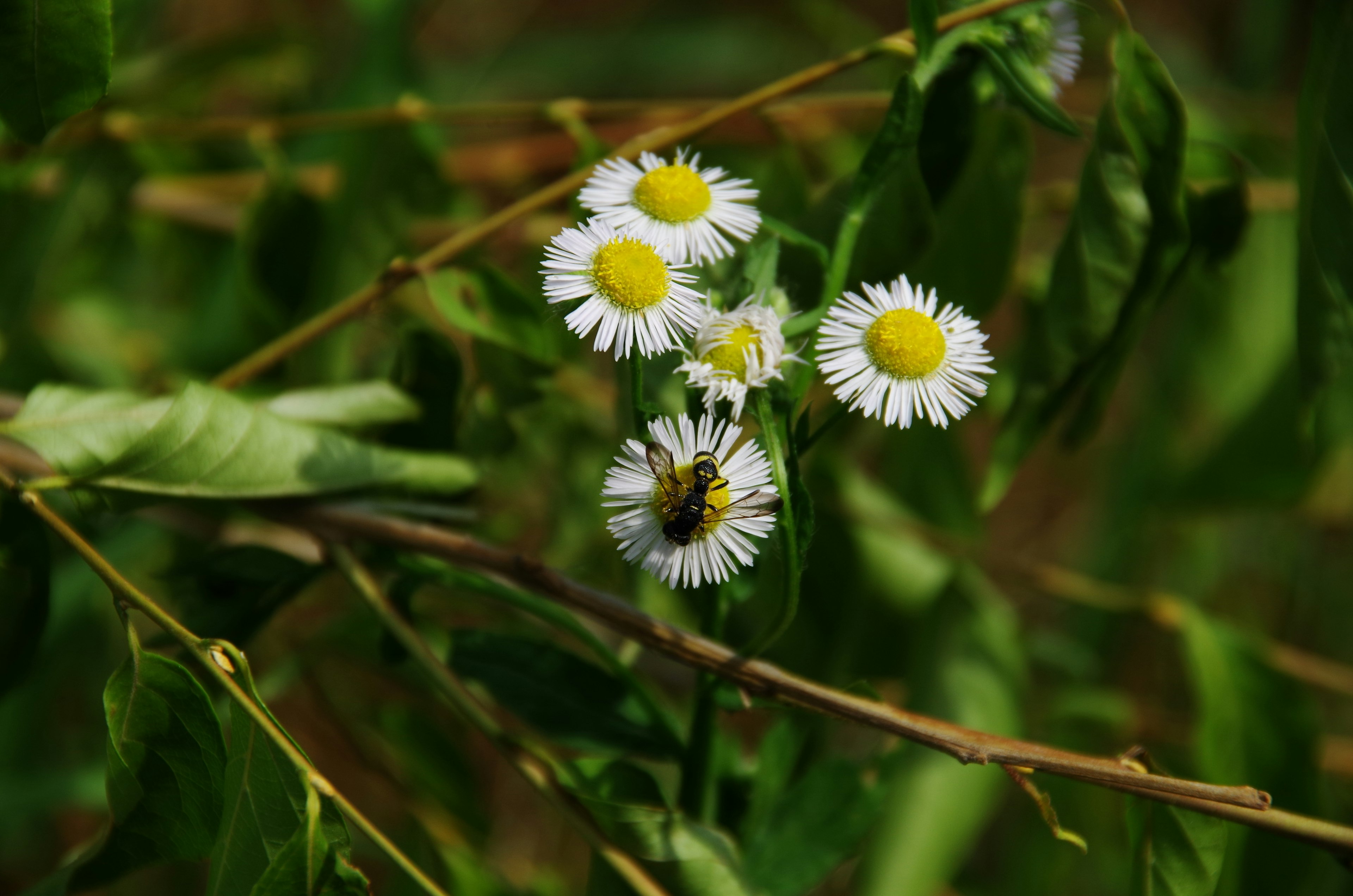 Primo piano di fiori bianchi con centri gialli e foglie verdi