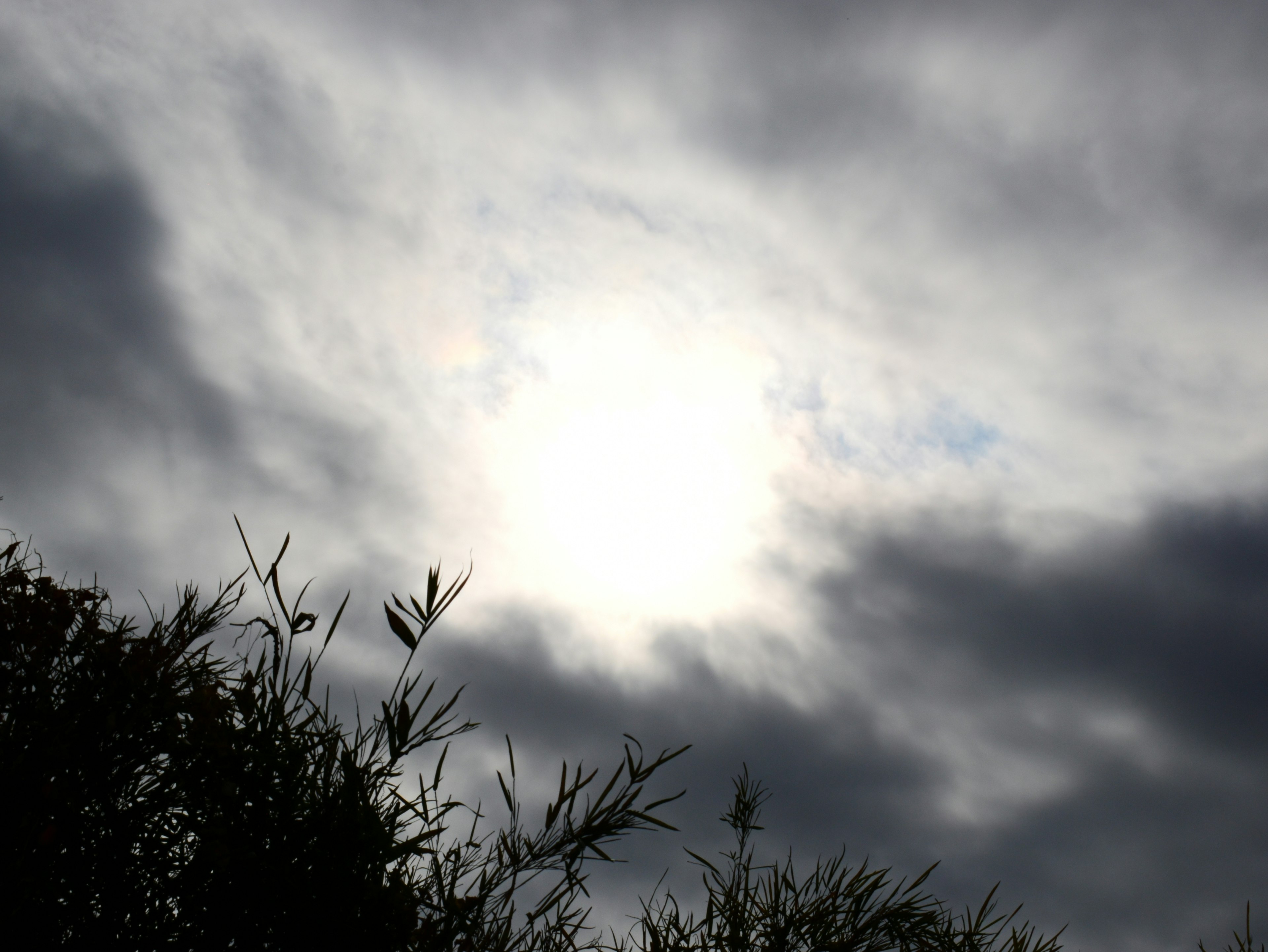 Sun obscured by clouds with silhouetted plants in the foreground