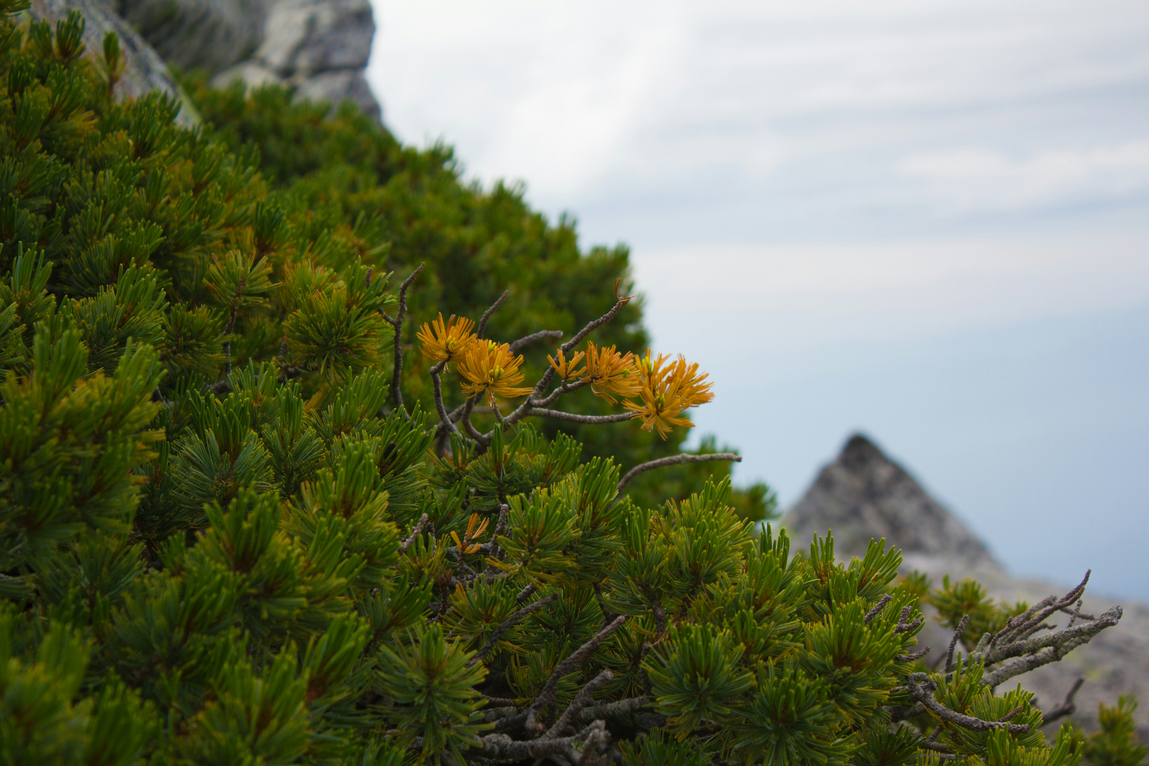 山の緑の植物とオレンジ色の花が咲いている風景