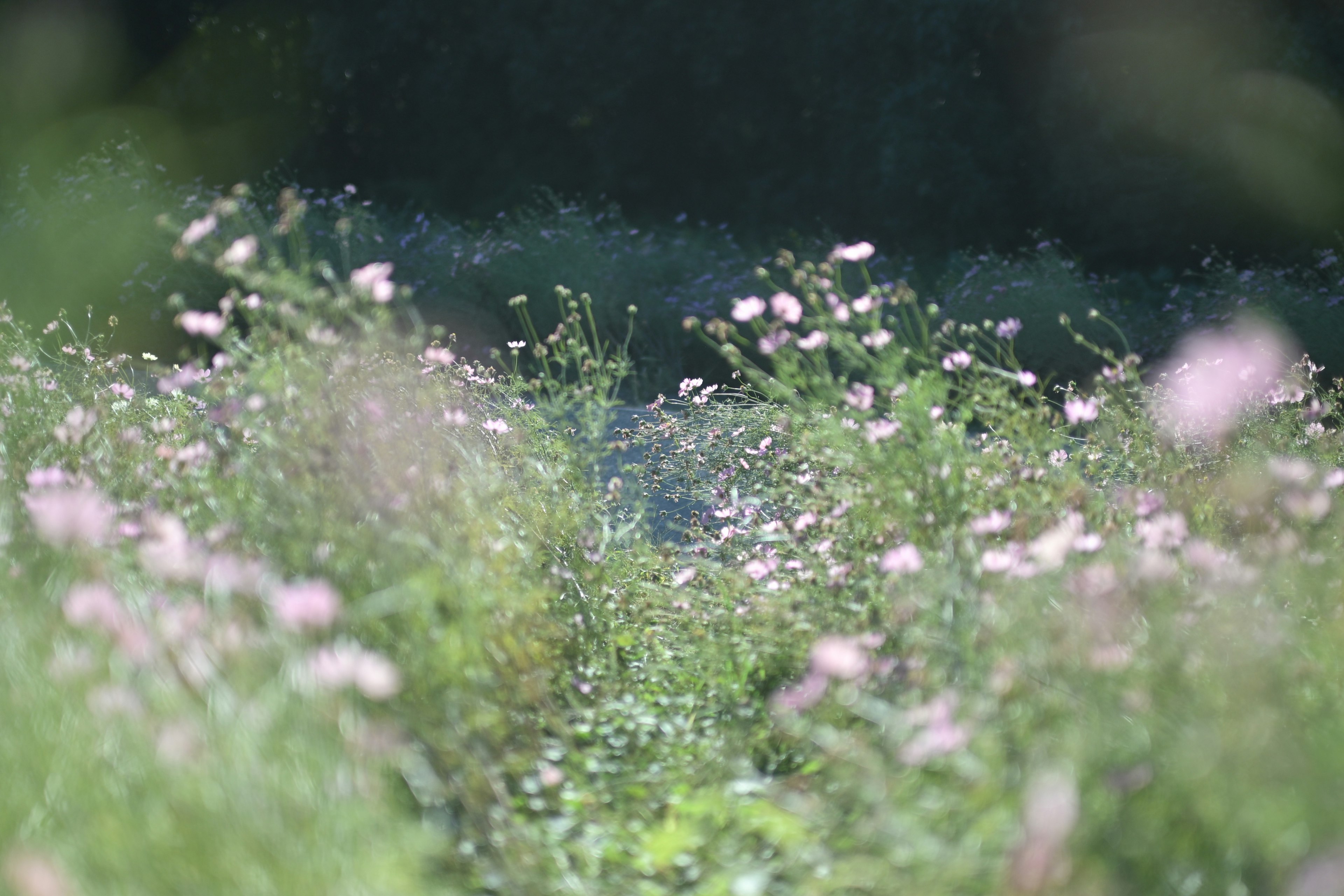 Eine Landschaft mit blassen Blumen, die auf einer grünen Wiese blühen