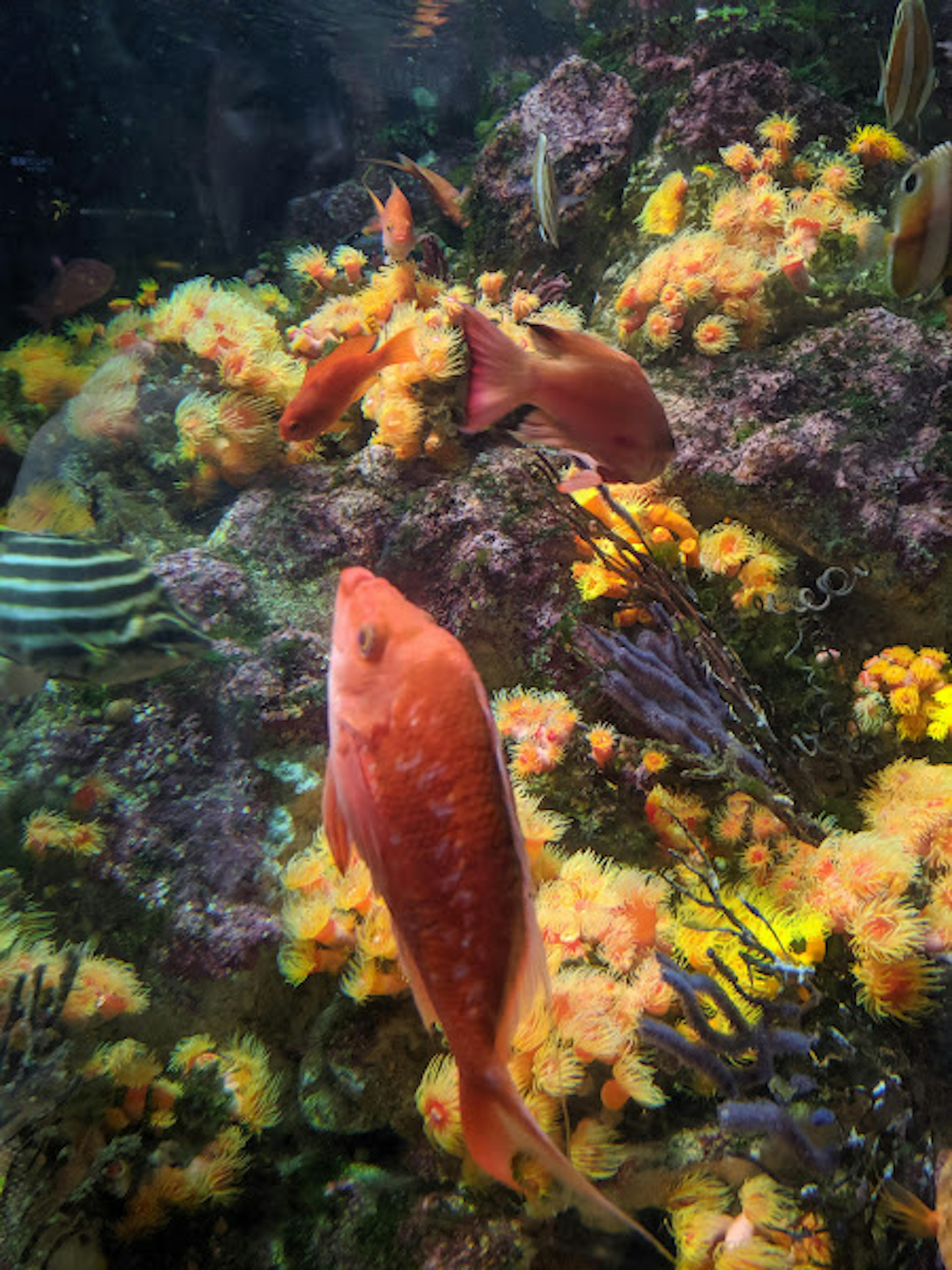 Pesce arancione vibrante che nuota tra alghe e coralli colorati