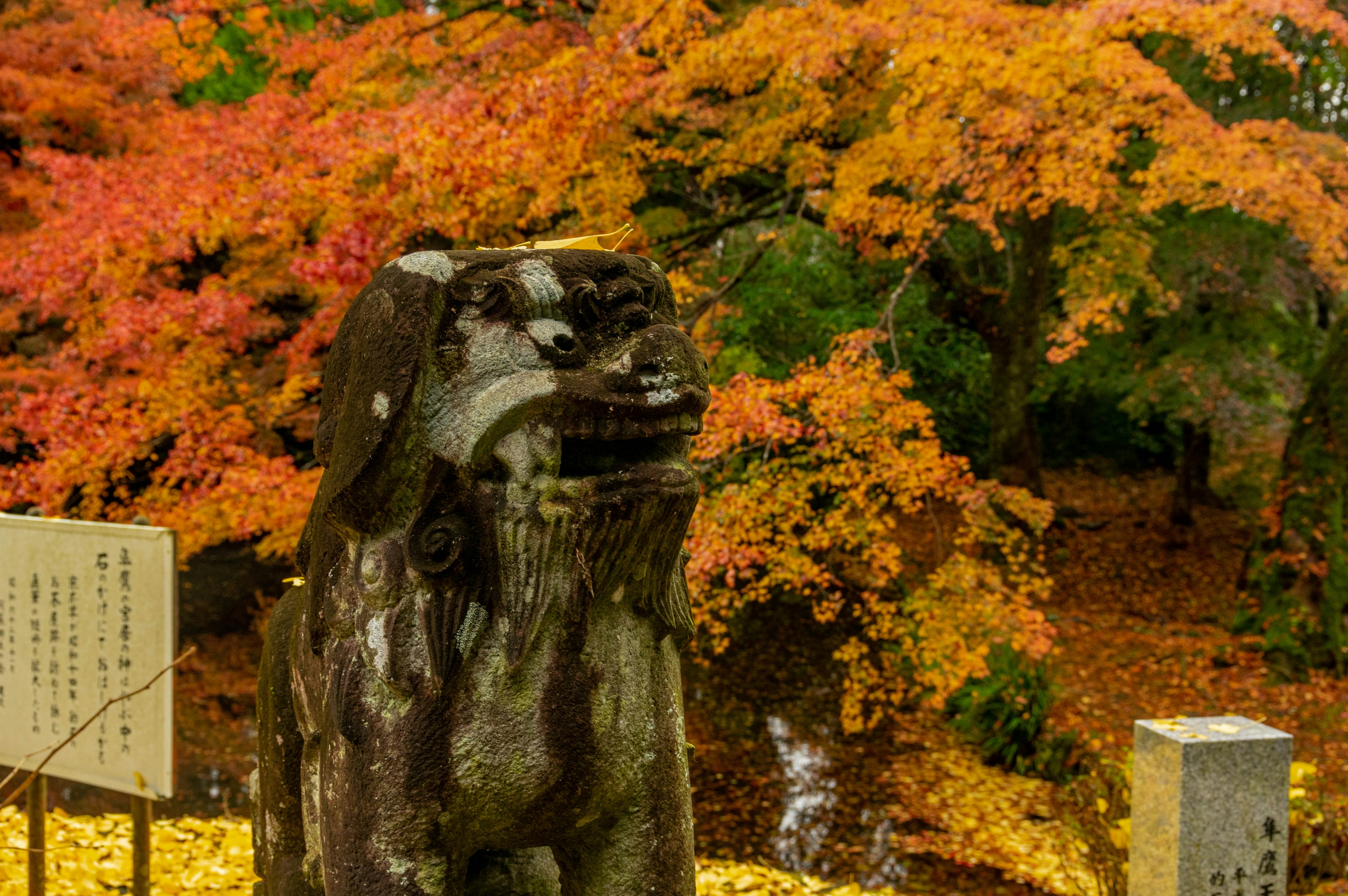 Shishi-Wachhundstatue vor dem Hintergrund von Herbstlaub