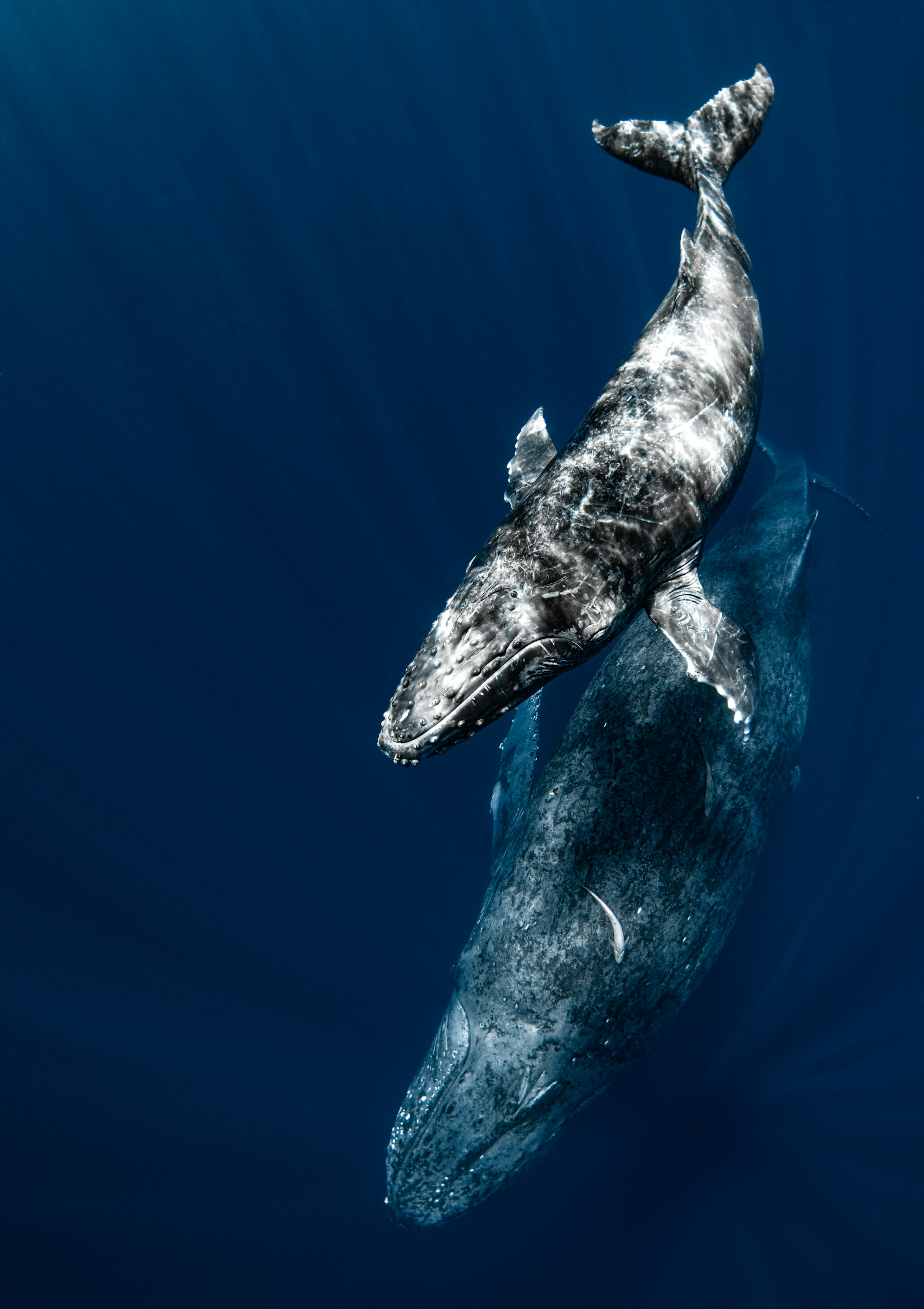 Una majestuosa ballena nadando en aguas azules profundas